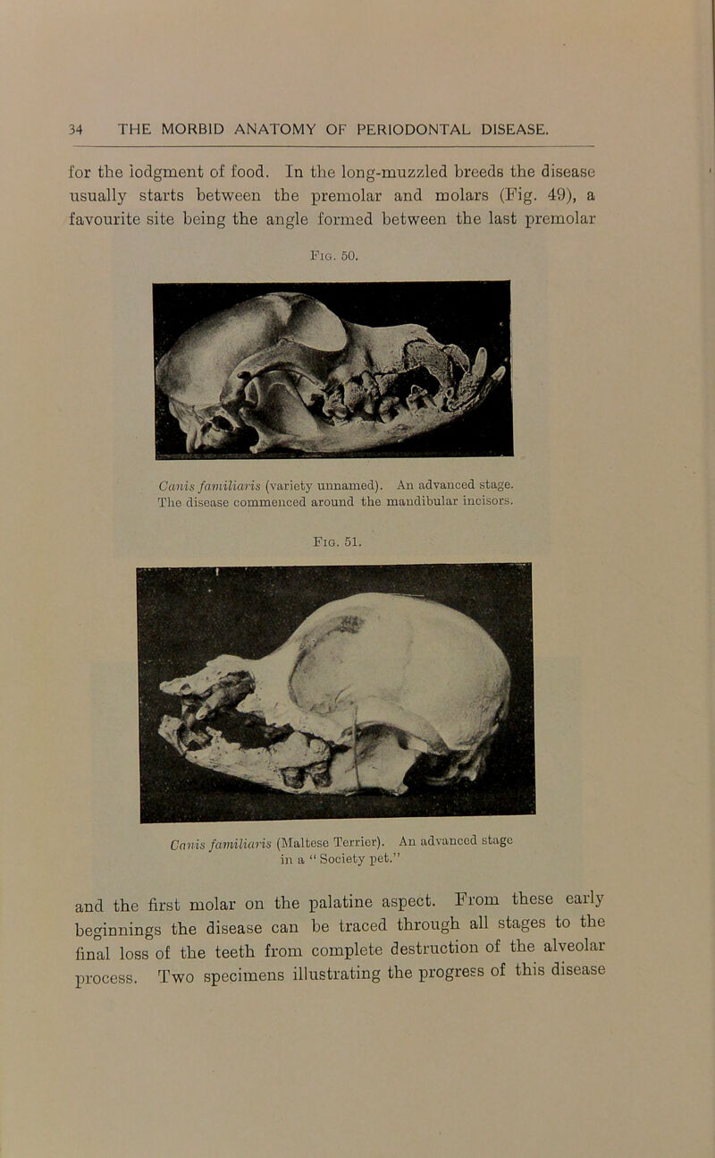 for the lodgment of food. In the long-muzzled breeds the disease usually starts between the premolar and molars (Fig. 49), a favourite site being the angle formed between the last premolar Pig. 50. Canis familiaris (variety unnamed). An advanced stage. The disease commenced around the mandibular incisors. Fig. 51. Canis familiaris (Maltese Terrier). An advanced stage in a “ Society pet.” and the first molar on the palatine aspect. From these early beginnings the disease can be traced through all stages to the final loss of the teeth from complete destruction of the alveolar process. Two specimens illustrating the progress of this disease