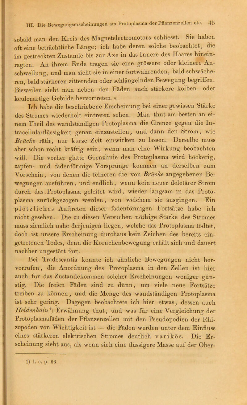 sobald man den Kreis des Magnetelectromotors schliesst. Sie haben oft eine beträchtliche Länge; ich habe deren solche beobachtet, die iin gestreckten Zustande bis zur A.xe in das Innere des Haares hinein- ragten. An ihrem Ende tragen sie eine grössere oder kleinere An- schwellung, und man sieht sie in einer fortwährenden, bald schwäche- ren, bald stärkeren zitternden oder schlängelnden Bewegung begriffen. Bisweilen sieht man neben den Fäden auch stärkere kolben- oder keuleuartige Gebilde hervortreten.« Ich habe die beschriebene Erscheinung bei einer gewissen Stärke des Stromes wiederholt eintreten sehen. Man thut am besten an ei- nem Theil des wandständigen Protoplasma die Grenze gegen die In- tracellularflüssigkeit genau einzustellen, und dann den Strom, wie Brücke räth, nur kurze Zeit ein wirken zu lassen. Derselbe muss aber schon recht kräftig sein, wenn man eine Wirkung beobachten will. Die vorher glatte Grenzlinie des Protoplasma wird höckerig, zapfen- und fadenförmige Vorsprünge kommen an derselben zum Vorschein, von denen die feineren die von Brücke angegebenen Be- wegungen ausführen, und endlich, wenn kein neuer deletärer Strom durch das,Protoplasma geleitet wird, wieder langsam in das Proto- plasma zurückgezogen werden, von welchem sie ausgingen. Ein plötzliches Auftreten dieser fadenförmigen Fortsätze habe ich nicht gesehen. Die zu diesen Versuchen nöthige Stärke des Stromes muss ziemlich nahe derjenigen liegen, welche das Protoplasma tödtet, doch ist unsere Erscheinung durchaus kein Zeichen des bereits ein- getretenen Todes, denn die Körnchenbewegung erhält sich und dauert nachher ungestört fort. Bei Tradescantia konnte ich ähnliche Bewegungen nicht her- vorrufen, die Anordnung des Protoplasma in den Zellen ist hier auch für das Zustandekommen solcher Erscheinungen weniger gün- stig. Die freien Fäden sind zu dünn, um viele neue Fortsätze treiben zu können, und die Menge des wandständigen Protoplasma ist sehr gering. Dagegen beobachtete ich hier etwas, dessen auch Heidenhain^) Erwähnung thut, und was für eine Vergleichung der Protoplasmafäden der Pflanzenzellen mit den Pseudopodien der Rhi- zopoden von Wichtigkeit ist — die Fäden werden unter dem Einfluss eines stärkeren elektrischen Stromes deutlich varikös. Die Er- scheinung sieht aus, als wenn sich eine flüssigere Masse auf der Ober- 1) 1. c. p. 66.