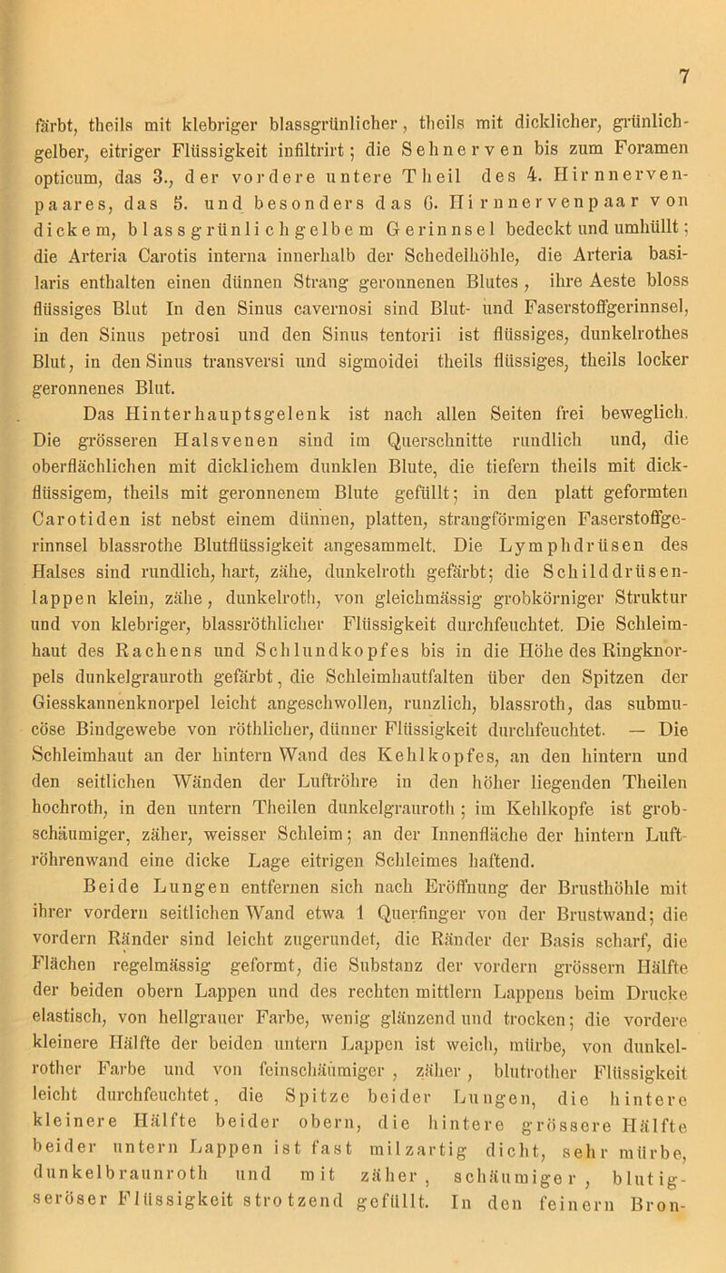 färbt, theils mit klebriger blassgrtinlicher, thcils mit dicklicher, grünlich- gelber, eitriger Flüssigkeit infiltrirt; die Sehnerven bis zum Foramen opticum, das 3., der vordere untere Theil des 4. Hirnnerven- paares, das 5. und besonders das G. Hirnnervenpaar von dickem, b 1 as s g rün 1 i c h gelb e m Gerinnsel bedeckt und umhüllt; die Arteria Carotis interna innerhalb der Schedelhöhle, die Arteria basi- laris enthalten einen dünnen Strang geronnenen Blutes , ihre Aeste bloss flüssiges Blut In den Sinus cavernosi sind Blut- und Faserstoffgerinnsel, in den Sinus petrosi und den Sinus tentorii ist flüssiges, dunkelrothes Blut, in den Sinus transversi und sigmoidei theils flüssiges, theils locker geronnenes Blut. Das Hinterhauptsgelenk ist nach allen Seiten frei beweglich. Die grösseren Halsvenen sind im Querschnitte rundlich und, die oberflächlichen mit dicklichem dunklen Blute, die tiefem theils mit dick- flüssigem, theils mit geronnenem Blute gefüllt; in den platt geformten Carotiden ist nebst einem dünnen, platten, strangförmigen Faserstoffge- rinnsel blassrothe Blutflüssigkeit angesammelt. Die Lymphdrüsen des Halses sind rundlich, hart, zähe, dunkelroth gefärbt; die Schilddrüsen- lappen klein, zähe, dunkelroth, von gleichmässig grobkörniger Struktur und von klebriger, blassröthlicher Flüssigkeit durchfeuchtet. Die Schleim- haut des Rachens und Schlundkopfes bis in die Höhe des Ringknor- pels dunkelgrauroth gefärbt, die Schleimhautfalten über den Spitzen der Giesskannenknorpel leicht angeschwollen, runzlich, blassroth, das submu- cöse Bindgewebe von röthlicher, dünner Flüssigkeit durchfeuchtet. — Die Schleimhaut an der hintern Wand des Kehlkopfes, an den hintern und den seitlichen Wänden der Luftröhre in den höher liegenden Theilen hochroth, in den untern Theilen dunkelgrauroth ; im Kehlkopfe ist grob- schäumiger, zäher, weisser Schleim; an der Innenfläche der hintern Luft- röhrenwand eine dicke Lage eitrigen Schleimes haftend. Beide Lungen entfernen sich nach Eröffnung der Brusthöhle mit ihrer vordem seitlichen Wand etwa 1 Querfinger von der Brustwand; die vordem Ränder sind leicht zugerundet, die Ränder der Basis scharf, die Flächen regelmässig geformt, die Substanz der vordem grossem Hälfte der beiden obern Lappen und des rechten mittlern Lappens beim Drucke elastisch, von hellgrauer Farbe, wenig glänzend und trocken; die vordere kleinere Hälfte der beiden untern Lappen ist weich, mürbe, von dunkel- rother Farbe und von feinschäüraiger , zäher, blutrother Flüssigkeit leicht durchfeuchtet, die Spitze beider Lungen, die hintere kleinere Hälfte beider obern, die hintere grössere Hälfte beider untern Lappen ist fast milzartig dicht, sehr mürbe, dunkelbraunroth und mit zäher, schaumiger, blutig- seröser Flüssigkeit strotzend gefüllt. In den feinem Bron-