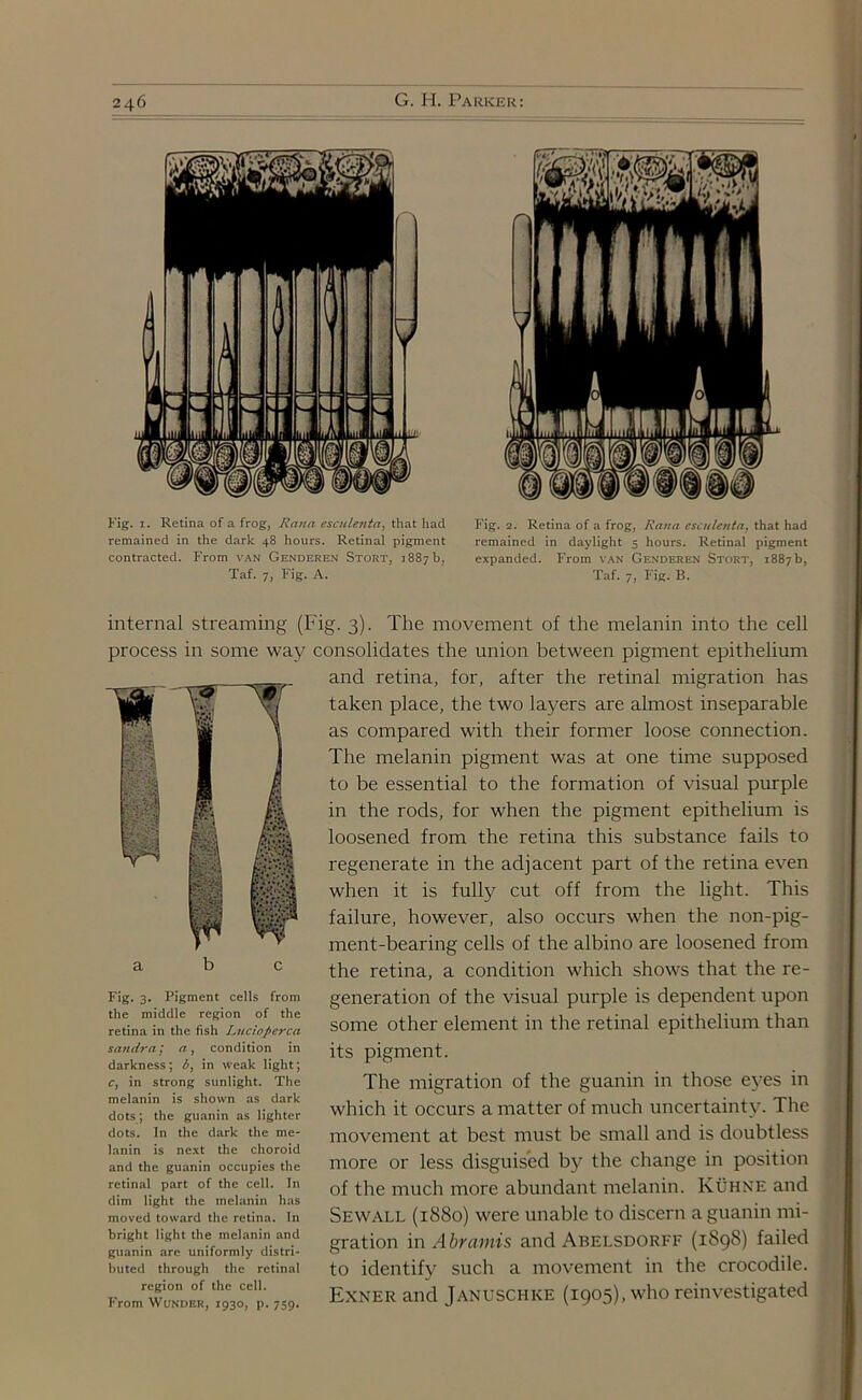Fig. 1. Retina of a frog, Rana esculenta, that had remained in the dark 48 hours. Retinal pigment contracted. From van Genderen Stort, 1887 b, Taf. 7, Fig. A. Fig. 2. Retina of a frog, Rana esculenta, that had remained in daylight 5 hours. Retinal pigment expanded. From van Genderen Stort, 1887 b, Taf. 7, Fig. B. i W., internal streaming (Fig. 3). The movement of the melanin into the cell process in some way consolidates the union between pigment epithelium and retina, for, after the retinal migration has taken place, the two layers are almost inseparable as compared with their former loose connection. The melanin pigment was at one time supposed to be essential to the formation of visual purple in the rods, for when the pigment epithelium is loosened from the retina this substance fails to regenerate in the adjacent part of the retina even when it is fully cut off from the light. This failure, however, also occurs when the non-pig- ment-bearing cells of the albino are loosened from a b c the retina, a condition which shows that the re- Fig. 3. Pigment ceils from generation of the visual purple is dependent upon i„a1ndt some other element in the retinal epithelium than ® •• .4 li L . m T-p So oAi! mi U.r.V'S sandra / a, condition in darkness; b, in Weak light; c, in strong sunlight. The melanin is shown as dark dots ; the guanin as lighter dots. In the dark the me- lanin is next the choroid and the guanin occupies the retinal part of the cell. In dim light the melanin has moved toward the retina. In bright light the melanin and guanin are uniformly distri- buted through the retinal region of the cell. From Wunder, 1930, p. 759. its pigment. The migration of the guanin in those eyes in which it occurs a matter of much uncertainty. The movement at best must be small and is doubtless more or less disguised by the change in position of the much more abundant melanin. Kuhne and Sewall (1880) were unable to discern a guanin mi- gration in Abramis and Abelsdorff (1898) failed to identify such a movement in the crocodile. Exner and Januschke (1905), who reinvestigated