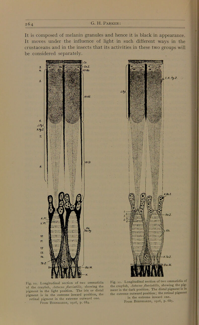 It is composed of melanin granules and hence it is black in appearance. It moves under the influence of light in such different ways in the crustaceans and in the insects that its activities in these two groups will be considered separately. Fig. jo. Longitudinal section of two ommatidia of the crayfish, Astncus Jluviatilis, showing the pigment in the light position. The iris or distal pigment is in the extreme inward position, the retinal pigment in the extreme outward one. From Bernhards, 19x6, p. 684. Fig. 1 j . Longitudinal section of two ommatidia of the crayfish, Astacus Jluviatilis, showing the pig- ment in the dark position. The distal pigment is in the extreme outward position; the retinal pigment in the extreme inward one. From Bernhards, 1916, p. 685.