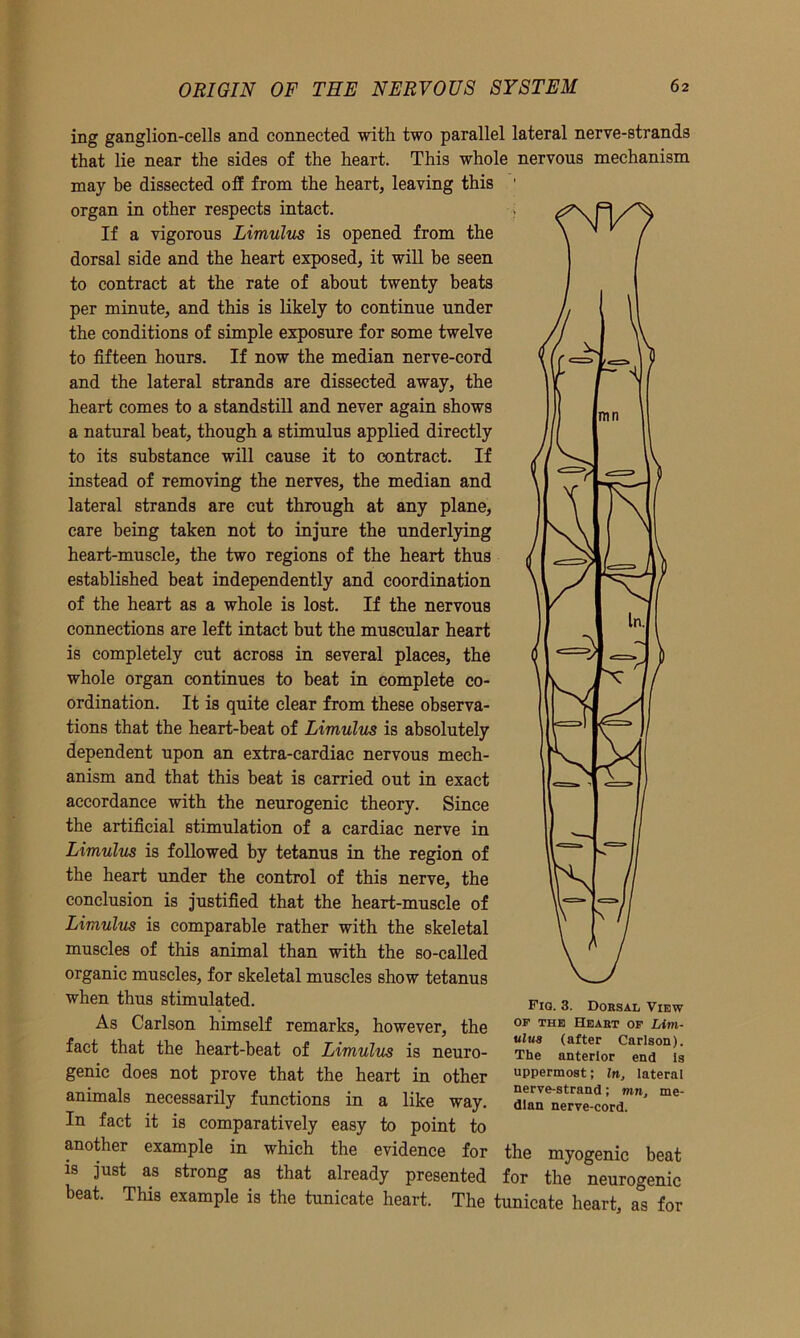 ing ganglion-cells and connected with two parallel lateral nerve-strands that lie near the sides of the heart. This whole nervous mechanism may be dissected off from the heart, leaving this 1 organ in other respects intact. If a vigorous Limulus is opened from the dorsal side and the heart exposed, it will be seen to contract at the rate of about twenty beats per minute, and this is likely to continue under the conditions of simple exposure for some twelve to fifteen hours. If now the median nerve-cord and the lateral strands are dissected away, the heart comes to a standstill and never again shows a natural beat, though a stimulus applied directly to its substance will cause it to contract. If instead of removing the nerves, the median and lateral strands are cut through at any plane, care being taken not to injure the underlying heart-muscle, the two regions of the heart thus established beat independently and coordination of the heart as a whole is lost. If the nervous connections are left intact but the muscular heart is completely cut across in several places, the whole organ continues to beat in complete co- ordination. It is quite clear from these observa- tions that the heart-beat of Limulus is absolutely dependent upon an extra-cardiac nervous mech- anism and that this beat is carried out in exact accordance with the neurogenic theory. Since the artificial stimulation of a cardiac nerve in Limulus is followed by tetanus in the region of the heart under the control of this nerve, the conclusion is justified that the heart-muscle of Limulus is comparable rather with the skeletal muscles of this animal than with the so-called organic muscles, for skeletal muscles show tetanus when thus stimulated. As Carlson himself remarks, however, the fact that the heart-beat of Limulus is neuro- genic does not prove that the heart in other animals necessarily functions in a like way. In fact it is comparatively easy to point to another example in which the evidence for is just as strong as that already presented beat. This example is the tunicate heart, Fig. 3. Dorsal View of the Heart of Lim- ulus (after Carlson). The anterior end is uppermost; In, lateral nerve-strand; mn, me- dian nerve-cord. the myogenic beat for the neurogenic The tunicate heart, as for