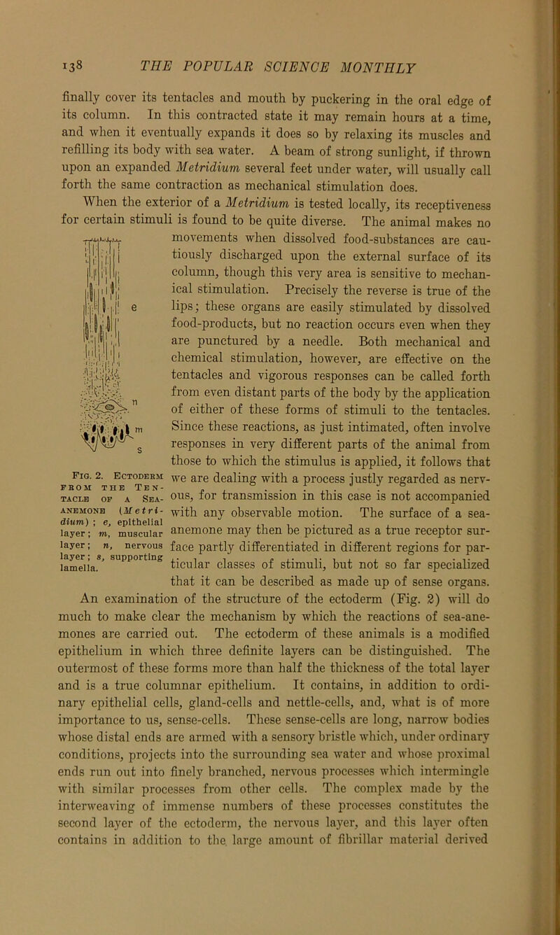 a. I HI 1. finally cover its tentacles and mouth by puckering in the oral edge of its column. In this contracted state it may remain hours at a time, and when it eventually expands it does so by relaxing its muscles and refilling its body with sea water. A beam of strong sunlight, if thrown upon an expanded Metridium several feet under water, will usually call forth the same contraction as mechanical stimulation does. When the exterior of a Metridium is tested locally, its receptiveness for certain stimuli is found to be quite diverse. The animal makes no movements when dissolved food-substances are cau- tiously discharged upon the external surface of its column, though this very area is sensitive to mechan- ical stimulation. Precisely the reverse is true of the lips; these organs are easily stimulated by dissolved food-products, but no reaction occurs even when they are punctured by a needle. Both mechanical and chemical stimulation, however, are effective on the tentacles and vigorous responses can be called forth from even distant parts of the body by the application of either of these forms of stimuli to the tentacles. Since these reactions, as just intimated, often involve responses in very different parts of the animal from those to which the stimulus is applied, it follows that Fig. 2. Ectoderm we are dealing with a process justly regarded as nerv- fbomtheTen- j, . . . ... . ... tacle op a Sea- ous, tor transmission m this case is not accompanied anemone (Metri- with any observable motion. The surface of a sea- dium) ; e, epithelial .. . . , layer; m, muscular anemone may then be pictured as a true receptor sur- iayer; n, nervous face partly differentiated in different regions for par- lameiia.8' supportmg tieular classes of stimuli, but not so far specialized that it can be described as made up of sense organs. An examination of the structure of the ectoderm (Fig. 2) will do much to make clear the mechanism by which the reactions of sea-ane- mones are carried out. The ectoderm of these animals is a modified epithelium in which three definite layers can be distinguished. The outermost of these forms more than half the thickness of the total layer and is a true columnar epithelium. It contains, in addition to ordi- nary epithelial cells, gland-cells and nettle-cells, and, what is of more importance to us, sense-cells. These sense-cells are long, narrow bodies whose distal ends are armed with a sensory bristle which, under ordinary conditions, projects into the surrounding sea water and whose proximal ends run out into finely branched, nervous processes which intermingle with similar processes from other cells. The complex made by the interweaving of immense numbers of these processes constitutes the second layer of the ectoderm, the nervous layer, and this layer often contains in addition to the. large amount of fibrillar material derived