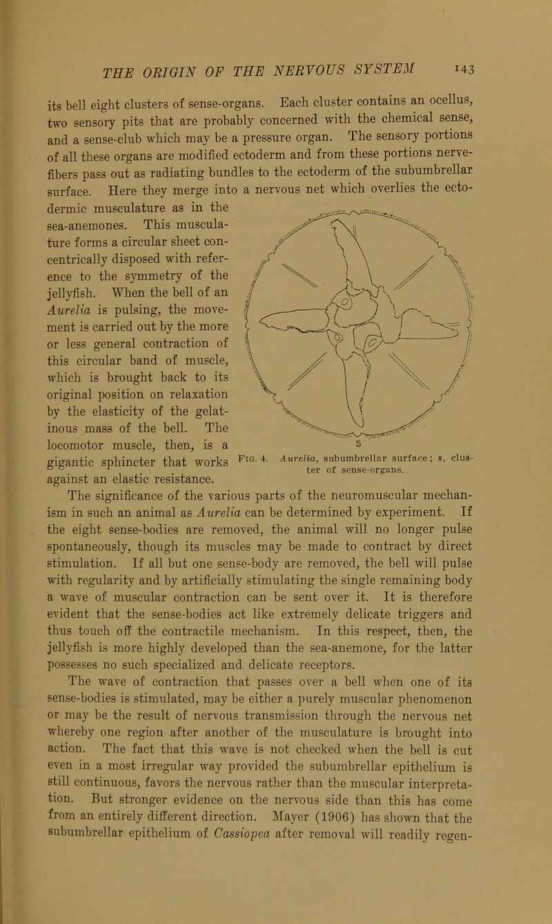 its bell eight clusters of sense-organs. Each cluster contains an ocellus, two sensory pits that are probably concerned with the chemical sense, and a sense-club which may be a pressure organ. The sensory portions of all these organs are modified ectoderm and from these portions nerve- fibers pass out as radiating bundles to the ectoderm of the subumbrellar surface. Here they merge into a nervous net which overlies the ecto- dermic musculature as in the sea-anemones. This muscula- ture forms a circular sheet con- centrically disposed with refer- ence to the symmetry of the jellyfish. When the bell of an Aurelia is pulsing, the move- ment is carried out by the more or less general contraction of this circular band of muscle, which is brought back to its original position on relaxation by the elasticity of the gelat- inous mass of the bell. The locomotor muscle, then, is a gigantic sphincter that works FlG-4- Aurelia, subumbrellar surface; s, clus- 00 x . ter of sense-organs. against an elastic resistance. The significance of the various parts of the neuromuscular mechan- ism in such an animal as Aurelia can be determined by experiment. If the eight sense-bodies are removed, the animal will no longer pulse spontaneously, though its muscles may be made to contract by direct stimulation. If all but one sense-body are removed, the bell will pulse with regularity and by artificially stimulating the single remaining body a wave of muscular contraction can be sent over it. It is therefore evident that the sense-bodies act like extremely delicate triggers and thus touch off the contractile mechanism. In this respect, then, the jellyfish is more highly developed than the sea-anemone, for the latter possesses no such specialized and delicate receptors. The wave of contraction that passes over a bell when one of its sense-bodies is stimulated, may be either a purely muscular phenomenon or may be the result of nervous transmission through the nervous net whereby one region after another of the musculature is brought into action. The fact that this wave is not checked when the bell is cut even in a most irregular way provided the subumbrellar epithelium is still continuous, favors the nervous rather than the muscular interpreta- tion. But stronger evidence on the nervous side than this has come from an entirely different direction. Mayer (1906) has shown that the subumbrellar epithelium of Cassiopea after removal will readily regen-