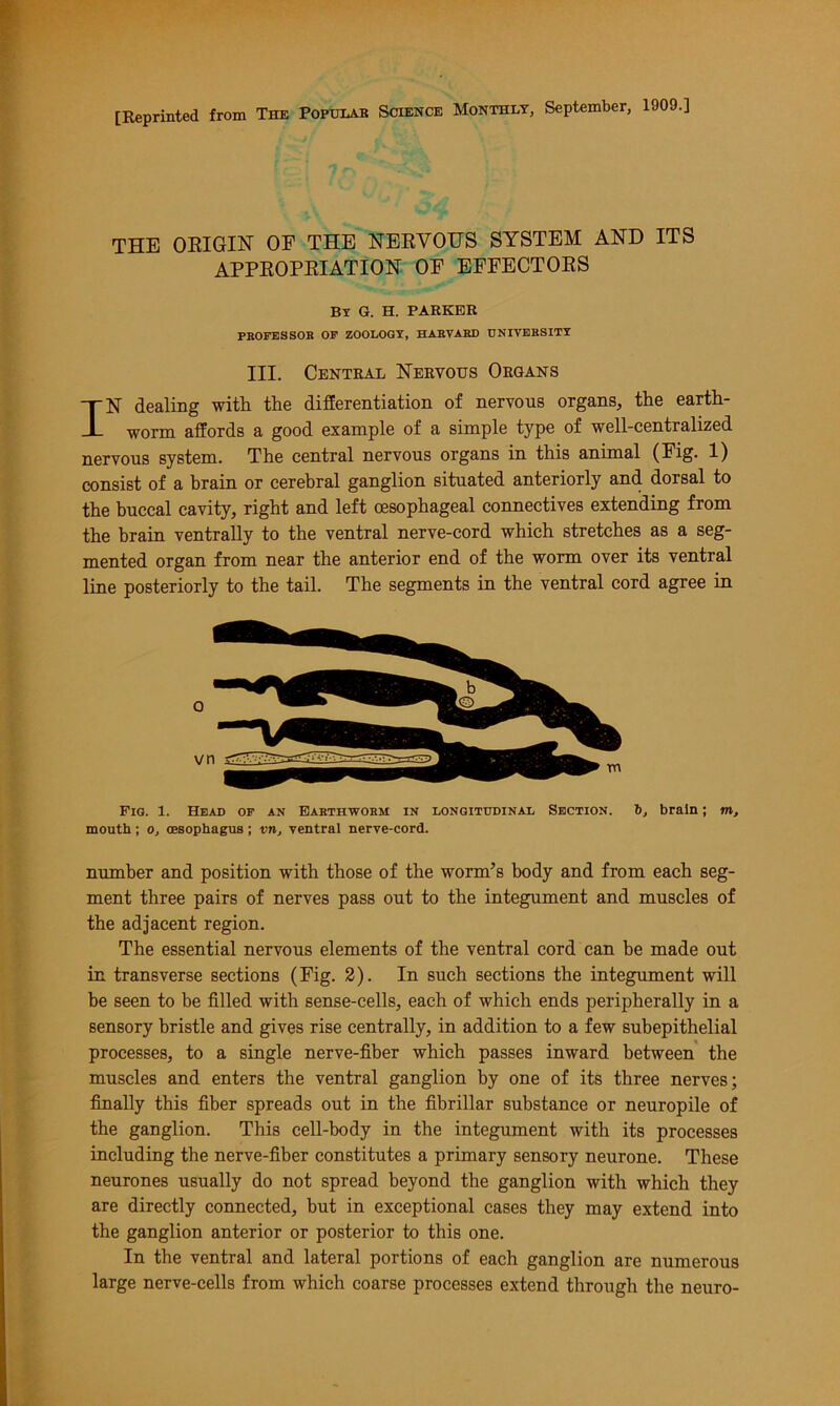 [Reprinted from The Popular Science Monthly, September, 1909.] THE ORIGIN OF THE NERVOUS SYSTEM AND ITS APPROPRIATION OF EFFECTORS By G. H. PARKER PROFESSOR OF ZOOLOGY, HARVARD UNIVERSITY III. Central Nervous Organs IN dealing with the differentiation of nervous organs,, the earth- worm affords a good example of a simple type of well-centralized nervous system. The central nervous organs in this animal (Fig. 1) consist of a brain or cerebral ganglion situated anteriorly and dorsal to the buccal cavity, right and left oesophageal connectives extending from the brain ventrally to the ventral nerve-cord which stretches as a seg- mented organ from near the anterior end of the worm over its ventral line posteriorly to the tail. The segments in the ventral cord agree in Fig. 1. Head of an Earthworm in longitudinal Section. b, brain; m, mouth; o, oesophagus ; vn, ventral nerve-cord. number and position with those of the worm’s body and from each seg- ment three pairs of nerves pass out to the integument and muscles of the adjacent region. The essential nervous elements of the ventral cord can he made out in transverse sections (Fig. 2). In such sections the integument will be seen to be filled with sense-cells, each of which ends peripherally in a sensory bristle and gives rise centrally, in addition to a few subepithelial processes, to a single nerve-fiber which passes inward between the muscles and enters the ventral ganglion by one of its three nerves; finally this fiber spreads out in the fibrillar substance or neuropile of the ganglion. This cell-body in the integument with its processes including the nerve-fiber constitutes a primary sensory neurone. These neurones usually do not spread beyond the ganglion with which they are directly connected, but in exceptional cases they may extend into the ganglion anterior or posterior to this one. In the ventral and lateral portions of each ganglion are numerous large nerve-cells from which coarse processes extend through the neuro-