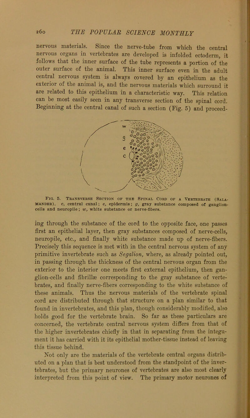 nervous materials. Since the nerve-tube from which the central nervous organs in vertebrates are developed is infolded ectoderm, it follows that the inner surface of the tube represents a portion of the outer surface of the animal. This inner surface even in the adult central nervous system is always covered by an epithelium as the exterior of the animal is, and the nervous materials which surround it are related to this epithelium in a characteristic way. This relation can be most easily seen in any transverse section of the spinal cord. Beginning at the central canal of such a section (Fig. 5) and proceed- Fig. 5. Transverse Section of the Spinal Cord of a Vertebrate (Sala- mander). c, central canal; e, epidermis; g, gray substance composed of ganglion- cells and neuropile; w, white substance or nerve-fibers. ing through the substance of the cord to the opposite face, one passes first an epithelial layer, then gray substances composed of nerve-cells, neuropile, etc., and finally white substance made up of nerve-fibers. Precisely this sequence is met with in the central nervous system of any primitive invertebrate such as Segalion, where, as already pointed out, in passing through the thickness of the central nervous organ from the exterior to the interior one meets first external epithelium, then gan- glion-cells and fibrillas corresponding to the gray substance of verte- brates, and finally nerve-fibers corresponding to the white substance of these animals. Thus the nervous materials of the vertebrate spinal cord are distributed through that structure on a plan similar to that found in invertebrates, and this plan, though considerably modified, also holds good for the vertebrate brain. So far as these particulars are concerned, the vertebrate central nervous system differs from that of the higher invertebrates chiefly in that in separating from the integu- ment it has carried with it its epithelial mother-tissue instead of leaving this tissue behind. Not only are the materials of the vertebrate central organs distrib- uted on a plan that is best understood from the standpoint of the inver- tebrates, hut the primary neurones of vertebrates are also most clearly interpreted from this point of view. The primary motor neurones of