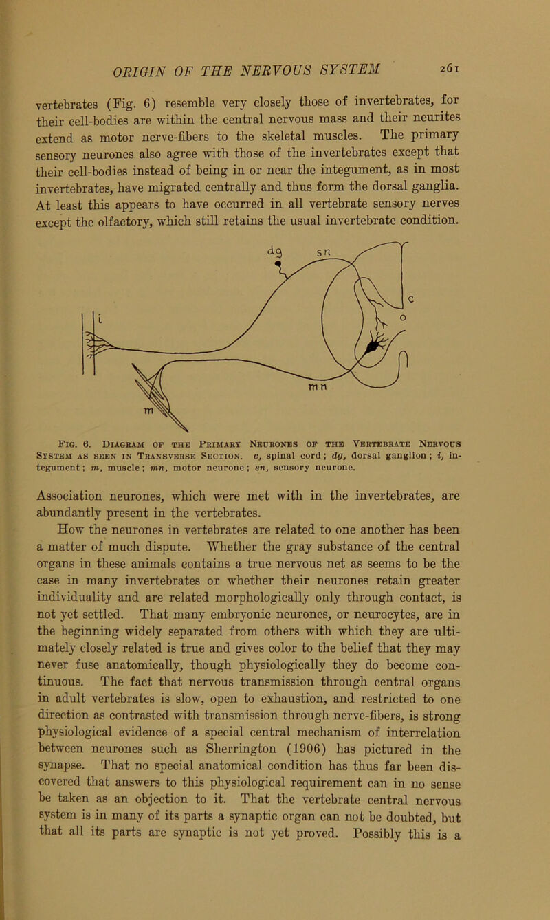 vertebrates (Fig. 6) resemble very closely those of invertebrates, for their cell-bodies are within the central nervous mass and their neurites extend as motor nerve-fibers to the skeletal muscles. The primary sensory neurones also agree with those of the invertebrates except that their cell-bodies instead of being in or near the integument, as in most invertebrates, have migrated centrally and thus form the dorsal ganglia. At least this appears to have occurred in all vertebrate sensory nerves except the olfactory, which still retains the usual invertebrate condition. Fig. 6. Diagram of the Primary Neurones of the Vertebrate Nervous System as seen in Transverse Section, o, spinal cord; dg, dorsal ganglion ; i, In- tegument ; m, muscle; mn, motor neurone; sn, sensory neurone. Association neurones, which were met with in the invertebrates, are abundantly present in the vertebrates. How the neurones in vertebrates are related to one another has been a matter of much dispute. Whether the gray substance of the central organs in these animals contains a true nervous net as seems to be the case in many invertebrates or whether their neurones retain greater individuality and are related morphologically only through contact, is not yet settled. That many embryonic neurones, or neurocytes, are in the beginning widely separated from others with which they are ulti- mately closely related is true and gives color to the belief that they may never fuse anatomically, though physiologically they do become con- tinuous. The fact that nervous transmission through central organs in adult vertebrates is slow, open to exhaustion, and restricted to one direction as contrasted with transmission through nerve-fibers, is strong physiological evidence of a special central mechanism of interrelation between neurones such as Sherrington (1906) has pictured in the synapse. That no special anatomical condition has thus far been dis- covered that answers to this physiological requirement can in no sense be taken as an objection to it. That the vertebrate central nervous system is in many of its parts a synaptic organ can not be doubted, but that all its parts are synaptic is not yet proved. Possibly this is a