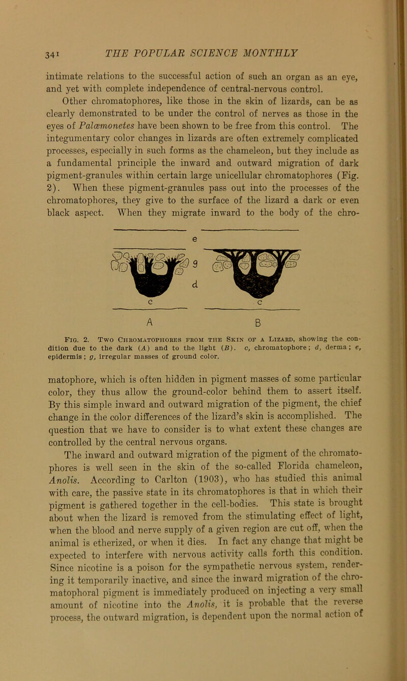 intimate relations to the successful action of such an organ as an eye, and yet with complete independence of central-nervous control. Other chromatophores, like those in the skin of lizards, can be as clearly demonstrated to be under the control of nerves as those in the eyes of Palcemonetes have been shown to be free from this control. The integumentary color changes in lizards are often extremely complicated processes, especially in such forms as the chameleon, but they include as a fundamental principle the inward and outward migration of dark pigment-granules within certain large unicellular chromatophores (Fig. 2). When these pigment-granules pass out into the processes of the chromatophores, they give to the surface of the lizard a dark or even black aspect. When they migrate inward to the body of the chro- e 9 d c c A B Fig. 2. Two Chromatophobes from the Skin of a Lizard, showing the con- dition due to the dark (A) and to the light (B). c, chromatophore; <7, derma; e, epidermis; g, irregular masses of ground color. matophore, which is often hidden in pigment masses of some particular color, they thus allow the ground-color behind them to assert itself. By this simple inward and outward migration of the pigment, the chief change in the color differences of the lizard’s skin is accomplished. The question that we have to consider is to what extent these changes are controlled by the central nervous organs. The inward and outward migration of the pigment of the chromato- phores is well seen in the skin of the so-called Florida chameleon, Anolis. According to Carlton (1903), who has studied this animal with care, the passive state in its chromatophores is that in which their pigment is gathered together in the cell-bodies. This state is brought about when the lizard is removed from the stimulating effect of light, when the blood and nerve supply of a given region are cut off, when the animal is etherized, or when it dies. In fact any change that might be expected to interfere with nervous activity calls forth this condition. Since nicotine is a poison for the sympathetic nervous system, render- ing it temporarily inactive, and since the inward migration of the chro- matophoral pigment is immediately produced on injecting a very small amount of nicotine into the Anolis, it is probable that the re\erse process, the outward migration, is dependent upon the normal action of