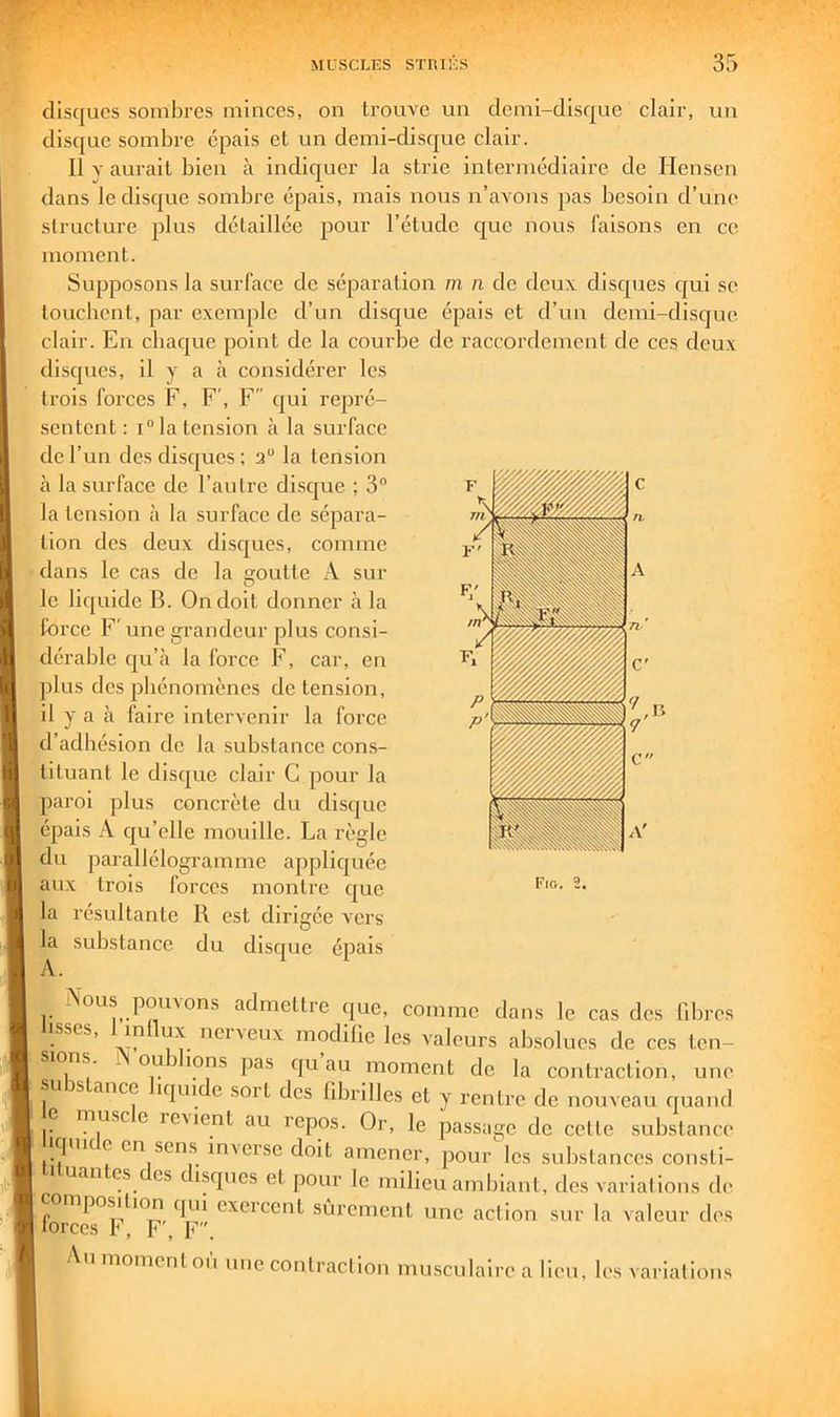 disques sombres minces, on trouve un demi-disque clair, un dis(|ue sombre c'pais et un demi-disque clair. Il y aurait bien à indiquer la strie intermédiaire de Hensen dans le disque sombre épais, mais nous n’avons pas besoin d’une structure plus détaillée pour l’élude que nous faisons en ce moment. Supposons la surface de séparation m n de deux disques qui se loucbcnt, par exemple d’un disque épais et d’un demi-disque clair. En chaque point de la courbe de raccordement de ces deux disques, il y a <à considérer les trois forces F, F', F qui repré- sentent : i“la tension à la surface de l’un des disques : 3“ la tension à la surface de l’autre disejue ; 3“ la tension à la surface de sépara- tion des deux disejues, comme dans le cas de la goutte A sur le liquide B. On doit donner à la force F' une grandeur plus consi- dérable qu’à la force F, car, en plus des phénomènes de tension, il y a à faire intervenir la force d’adhésion de la substance cons- tituant le disque clair G pour la paroi plus concrète du disque épais A c|u’elle mouille. La règle du parallélogramme appliquée aux trois forces montre que la résultante R est dirigée vers- la substance du disque épais Nous pomons admettre que, comme dans le cas des libres sscs, m ux ncl^eux modifie les valeurs absolues de ces ten- I pas qu’au moment de la contraction, une U s anee iqui e soit des fibrilles et y rentre de nouveau quand 1 1’ reMent au repos. Or, le passage de cette substance I iqm c en sens inverse doit amener, pour les substances consti- uan CS CS isques et pour le milieu ambiant, des variations de composition qui exercent sûrement une action sur la valeur des torces b , F , F. Au momentoû une contraction musculaire a lieu, les variations