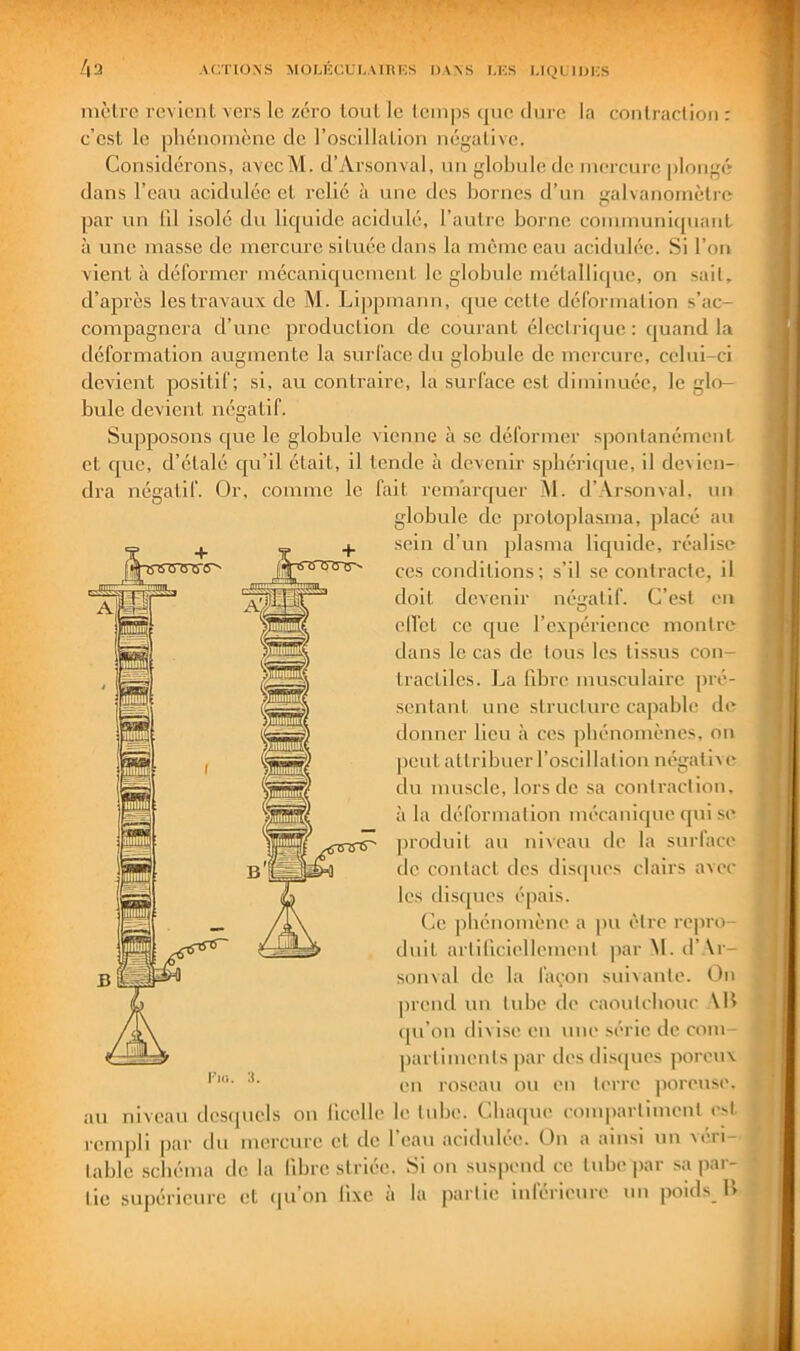 moire revionl vers le zéro louL le Icinps (|uc dure la contraction : c’est le phénomène de l’oscillation négative. Considérons, avecM. d’Arsonval, nn globule de mei’cure plongé dans l’eau acidulée et relié à une dos bornes d’un galvanomètre par un lil isolé dn liquide acidulé, l’autre borne communiquant à une masse de mercure située dans la meme eau acidulée. Si l’on vient à déformer mécaniquement le globule métallique, on sait, d’après les travaux de M. Lippmann, que cette déformation s’ac- compagnera d’une production de courant électrique: quand la déformation augmente la surface du globule de mercure, celui-ci devient positif; si, au contraire, la surface est diminuée, le glo- bule devient négatif. Supposons que le globule vienne à se déformer spontanément et que, d’étalé qu’il était, il tende à devenir spbéricpie, il devien- dra négatif. Or, comme le fait remarquer jM. d’Arsonval, nn globule de protoplasma, placé au sein d’un plasma liquide, réalise ces conditions; s’il .se contracte, il doit devenir néeratlf. C’est en clfct ce que l’expérience montre dans le cas de tous les tissus con- tractiles. La libre musculaire pré- sentant une structure cajiable de donner lieu à ces phénomènes, on peut attribuer l’oscillation négative du muscle, lors de sa contraction, à la déformation mécanique qui se jjroduil au niveau de la surface de contact des discpies clairs avec les di.sques épais. Ce phénomène a pu être repro- duit artiliciellcment |iar M. d’Ar- sonval de la fa(;on suixante. On prend un tube de caoutchouc AH (pi’ou dix ise eu une série de com- partiments par des distpies poreux en roseau on eu terre poreuse, le tube. Cluupie compartiment est. Fiu. :t au niveau descpiels ou lice rempli par dn mercure et de l’eau acidulée. On a ainsi un xéri- table schéma de la libre striée. Si on suspend ce tube ixar sa par- tie supérieure et (|u’on lixe à la partie inférieure un poids H