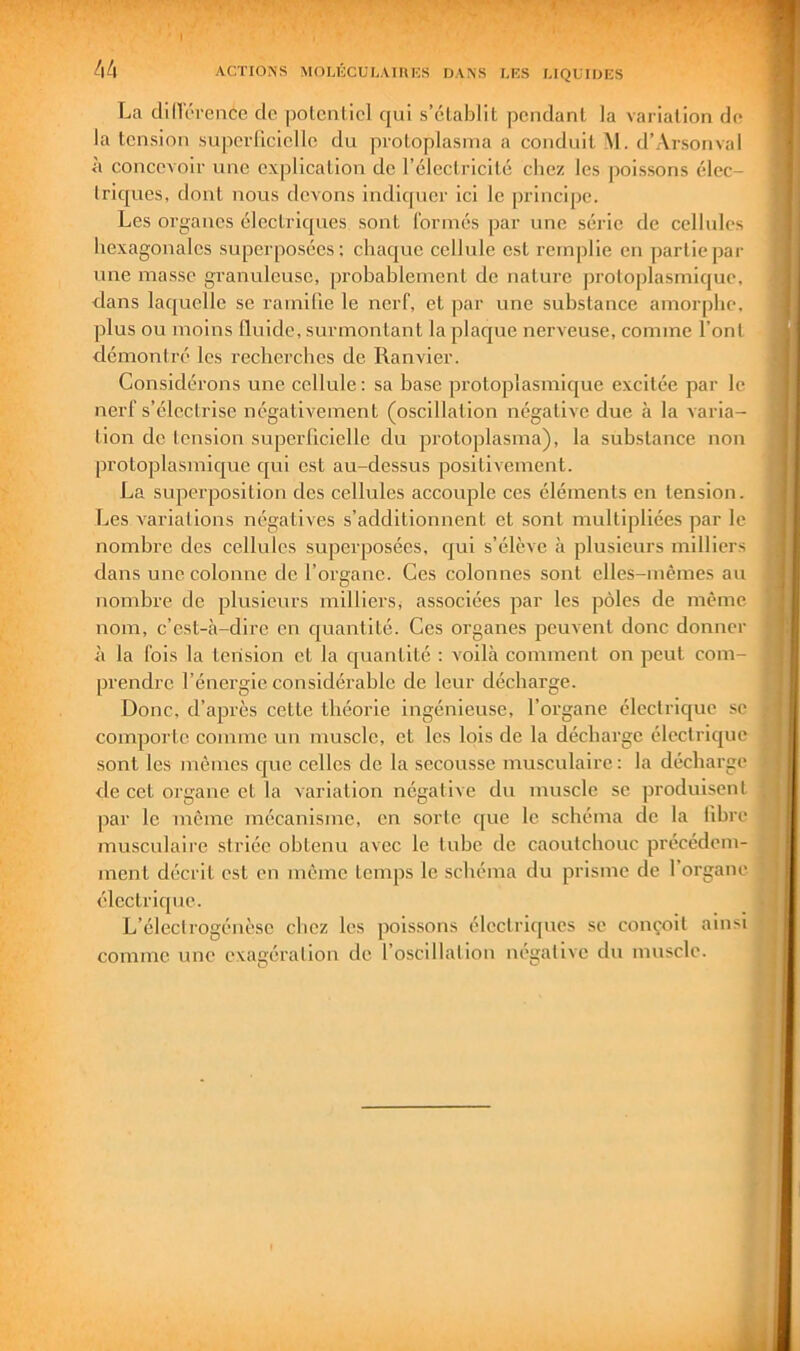 La didérencc de potentiel qui s’établit pendant la variation de la tension superficielle du protoplasina a conduit M. d’Arsonval il concevoir une explication de l’électricité chez les poissons élec- triques, dont nous devons indiquer ici le principe. Les organes électriques sont Ibrinés par une série de cellules hexagonales superposées: chaque cellule est remplie en partiepai' une masse granuleuse, probablement de nature protoplasmique, dans laquelle se ramifie le nerf, et par une substance amorphe, plus ou moins fluide, surmontant la placjue nerveuse, comme l’ont démontré les recherches de Ranvier. Considérons une cellule : sa base protoplasmique excitée par le nerf s’électrise négativement (oscillation négative due à la varia- tion do tension superficielle du protoplasma), la substance non protoplasmic[ue qui est au-dessus positivement. La superposition des cellules accouple ces éléments en tension. Les variations négatives s’additionnent et sont multipliées par le nombre des cellules superposées, qui s’élève îi plusieurs milliers dans une colonne do l’organe. Ces colonnes sont elles-mêmes au nombre de plusieurs milliers, associées par les pôles de même nom, c’est-à-dire en cjuantilé. Ces organes peuvent donc donner à la fois la tension et la quantité : voilà comment on peut com- prendre l’énergie considérable de leur décharge. Donc, d’après cette théorie ingénieuse, l’organe électrique se comporte comme un muscle, et les lois de la décharge électrique sont les mêmes que celles de la secousse musculaire: la décharge de cet organe et la variation négative du muscle se produisent par le même mécanisme, en sorte c[ue le schéma de la fibre musculaire striée obtenu avec le tube de caoutchouc précédem- ment décrit est en même temps le schéma du prisme de l’organe électrique. L’électrogénèse chez les poissons électricpies se conçoit ainsi comme une exagération de l’oscillation négative du muscle. a