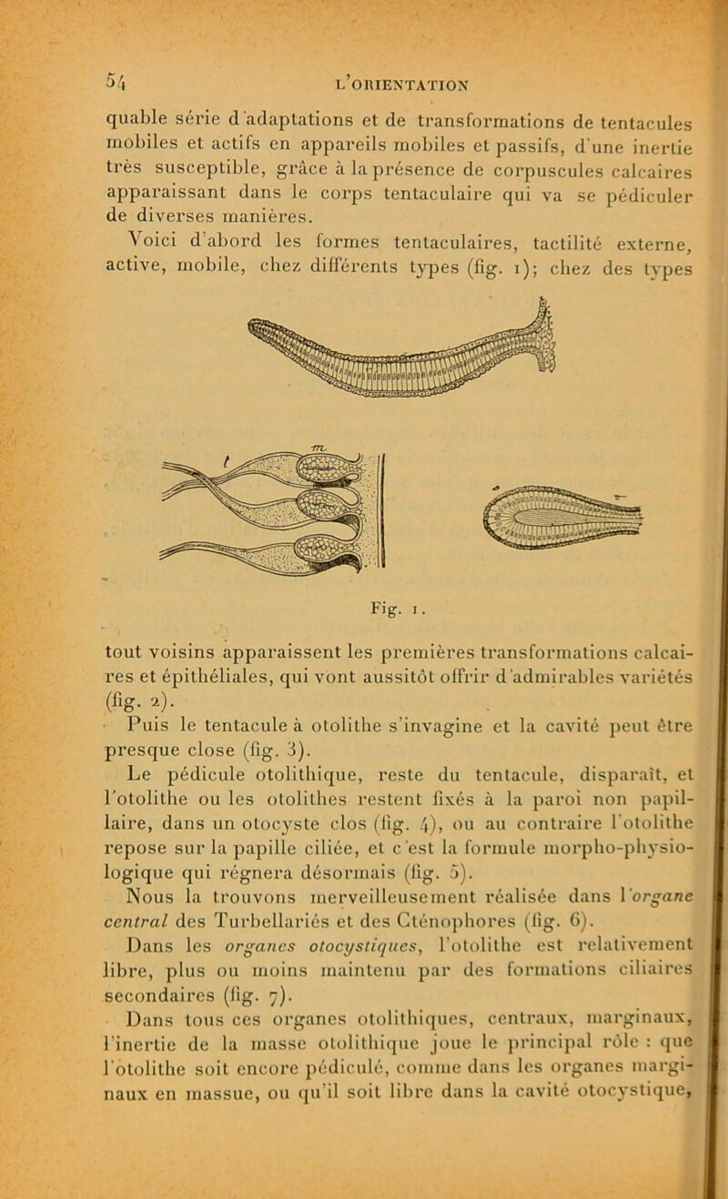 quable série d 'adaptations et de transformations de tentacules mobiles et actifs en appareils mobiles et passifs, d'une inertie très susceptible, grâce à la présence de corpuscules calcaires apparaissant dans le corps tentaculaire qui va se pédiculer de diverses manières. Voici d'abord les formes tentaculaires, taclilité externe, active, mobile, chez dillérents types (fig. i); chez des tvpes Fig. i. tout voisins apparaissent les premières transformations calcai- res et épithéliales, qui vont aussitôt offrir d 'admirables variétés (%• 2)- Puis le tentacule à otolithe s’invagine et la cavité peut être presque close (fig. 3). Le pédicule otolithique, reste du tentacule, disparaît, et l’otolithe ou les otolithes restent lixés à la paroi non papil- laire, dans un otocyste clos (fig. 4)> ou au contraire lotolithe repose sur la papille ciliée, et c’est la formule morpho-physio- logique qui régnera désormais (lig. 5). Nous la trouvons merveilleusement réalisée dans l'organe central des Turbellariés et des Cténophores (lig. 6). Dans les organes otocystiques, l otolithe est relativement libre, plus ou moins maintenu par des formations ciliaires secondaires (lig. 7). Dans tous ces organes otolithiques, centraux, marginaux, l'inertie de la masse otolithique joue le principal rôle : que l otolithe soit encore pédiculé, comme dans les organes margi- naux en massue, ou qu il soit libre dans la cavité otocystique,