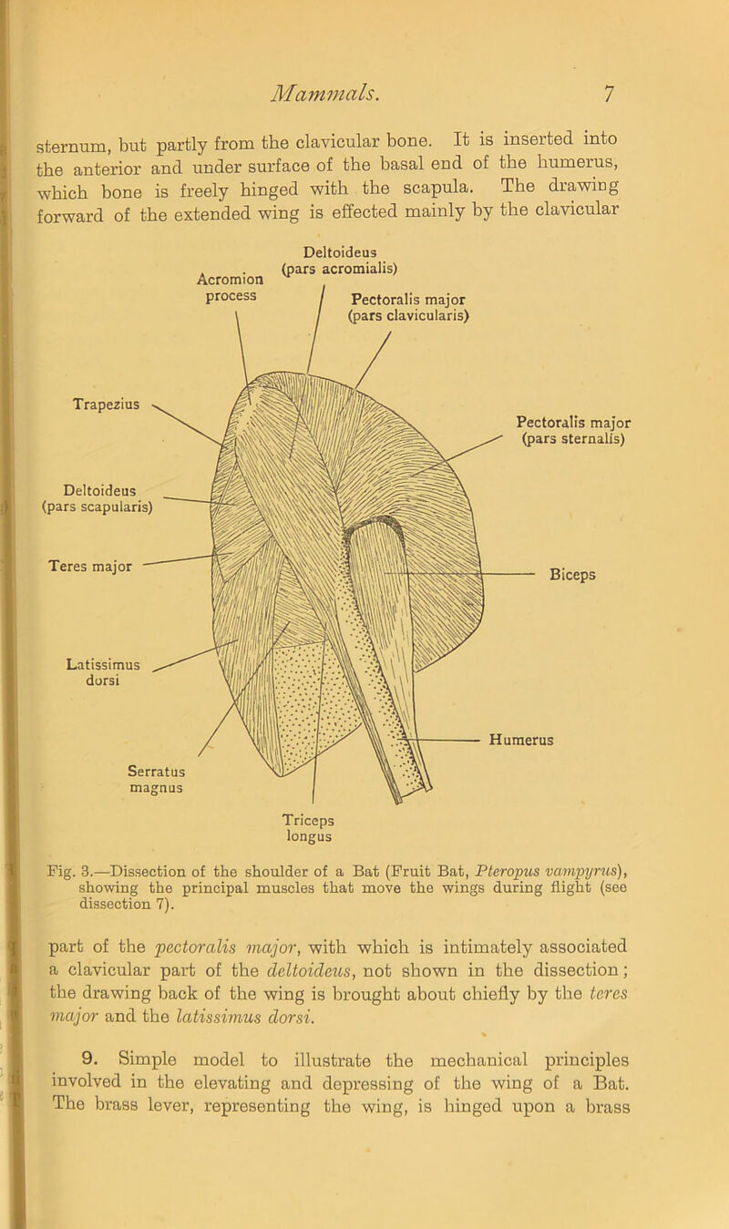 gfarniTm, but pSiftly from the cluviculsjr bon6. It is inssi'tsd. into the anterior and under surface of the basal end of the humerus, which bone is freely hinged with the scapula. The drawing forward of the extended wing is effected mainly by the clavicular Deltoideus longus Fig. 3.—Dissection of the shoulder of a Bat (Fruit Bat, Pteropus vampyrus), showing the principal muscles that move the wings during flight (see dissection 7). part of the pectcrralis major, with which is intimately associated a clavicular part of the deltoideus, not shown in the dissection; the drawing back of the wing is brought about chiefly by the teres major and the latissimus dorsi. 9. Simple model to illustrate the mechanical principles involved in the elevating and depressing of the wing of a Bat. The brass lever, representing the wing, is hinged upon a brass