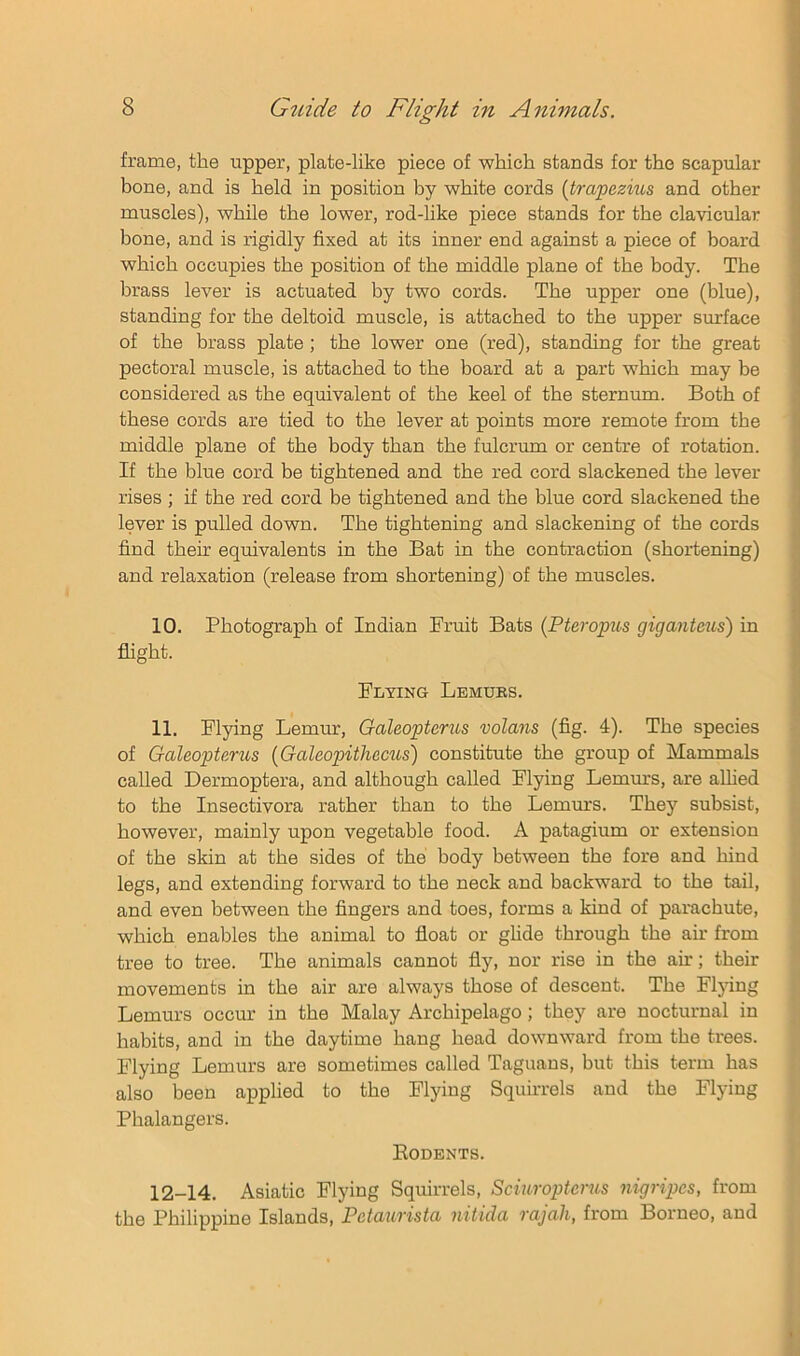 frame, the upper, plate-like piece of which stands for the scapular hone, and is held in position by white cords {trapezms and other muscles), while the lower, rod-like piece stands for the clavicular bone, and is rigidly fixed at its inner end against a piece of board which occupies the position of the middle plane of the body. The brass lever is actuated by two cords. The upper one (blue), standing for the deltoid muscle, is attached to the upper surface of the brass plate ; the lower one (red), standing for the great pectoral muscle, is attached to the board at a part which may be considered as the equivalent of the keel of the sternum. Both of these cords are tied to the lever at points more remote from the middle plane of the body than the fulcrum or centre of rotation. If the blue cord be tightened and the red cord slackened the lever rises ; if the red cord be tightened and the blue cord slackened the lever is pulled down. The tightening and slackening of the cords find their equivalents in the Bat in the contraction (shortening) and relaxation (release from shortening) of the muscles. 10. Photograph of Indian Fruit Bats (Pteroptts giganteus) in flight. Flying Lemurs. 11. Flying Lemur, Galeopterus volans (fig. 4). The species of Galeopterus {Galeopithecus) constitute the group of Mammals called Dermoptera, and although called Flying Lemms, are alhed to the Insectivora rather than to the Lemmrs. They subsist, however, mainly upon vegetable food. A patagium or extension of the skin at the sides of the body between the fore and hind legs, and extending forward to the neck and backward to the tail, and even between the fingers and toes, forms a kind of parachute, which enables the animal to float or ghde through the air from tree to tree. The animals cannot fly, nor rise in the air; their movements in the air are always those of descent. The Fljung Lemurs occur in the Malay Archipelago; they are nocturnal in habits, and in the daytime hang head downward from the trees. Flying Lemurs are sometimes called Taguans, but this term has also been applied to the Flying Squirrels and the Flying Phalangers. Rodents. 12-14. Asiatic Flying Squirrels, Sciuroptcrus nigripcs, from the Philippine Islands, Petaurista nitida rajah, from Borneo, and