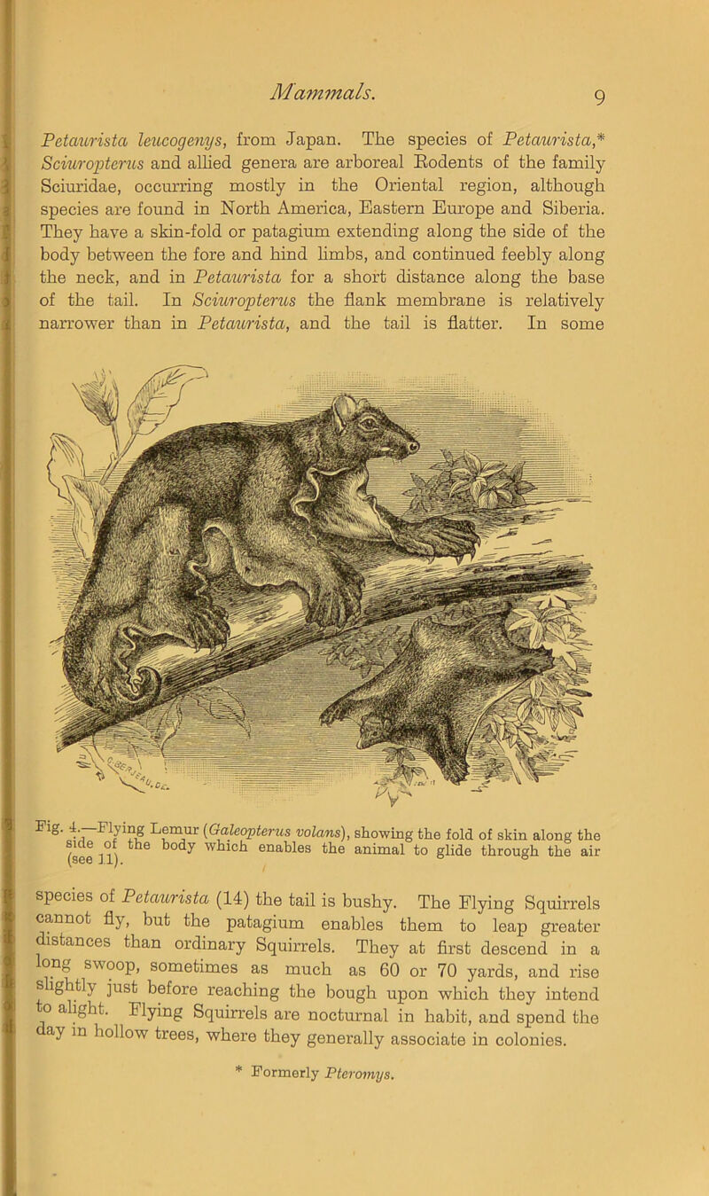 f Petaurista leucogenys, from Japan. The species of Petaurista* Scmropterus and allied genera are arboreal Eodents of the family Sciuridae, occurring mostly in the Oriental region, although species are found in North America, Eastern Europe and Siberia. They have a skin-fold or patagium extending along the side of the body between the fore and hind hmbs, and continued feebly along the neck, and in Peta^crista for a short distance along the base of the tail. In Sciuropterus the flank membrane is relatively narrower than in Petaurista, and the tail is flatter. In some Fig. 4 —Plying Lemur {Galeopterics volans), showing the fold of skin along the (seen) which enables the animal to glide through the air species of Petaurista (14) the tail is bushy. The Flying Squirrels cannot fly, but the patagium enables them to leap greater distances than ordinary Squirrels. They at first descend in a long swoop, sometimes as much as 60 or 70 yards, and rise sUghtly just before reaching the bough upon which they intend to alight. Flying Squirrels are nocturnal in habit, and spend the ay m hollow trees, where they generally associate in colonies. * Formerly Pteroniys.