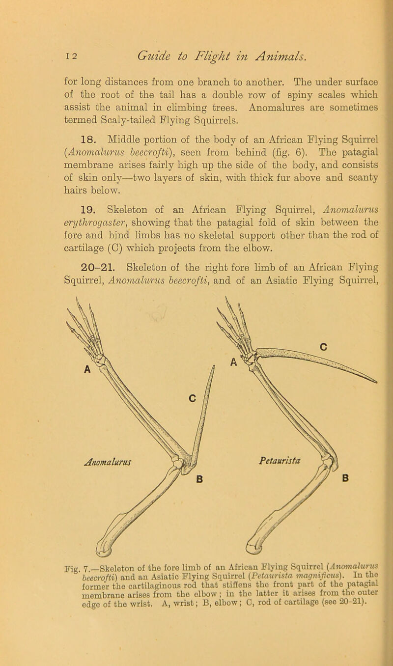 for long distances from one branch to another. The under sm’face of the root of the tail has a double row of spiny scales which assist the animal in climbing trees. Anomalures are sometimes termed Scaly-tailed Flying Squirrels. 18. Middle portion of the body of an African Flying Squirrel {Anoinalurus beecrofti), seen from behind (fig. 6). The patagial membrane arises fairly high up the side of the body, and consists of skin only—two layers of skin, with thick fur above and scanty hah’S below. 19. Skeleton of an African Flying Squirrel, Anovialurus erythrogaster, showing that the patagial fold of skin between the fore and hind limbs has no skeletal support other than the rod of cartilage (C) which projects from the elbow. 20-21. Skeleton of the right fore limb of an African Flying Squirrel, Anomahmis beecrofti, and of an Asiatic Flying Squirrel,