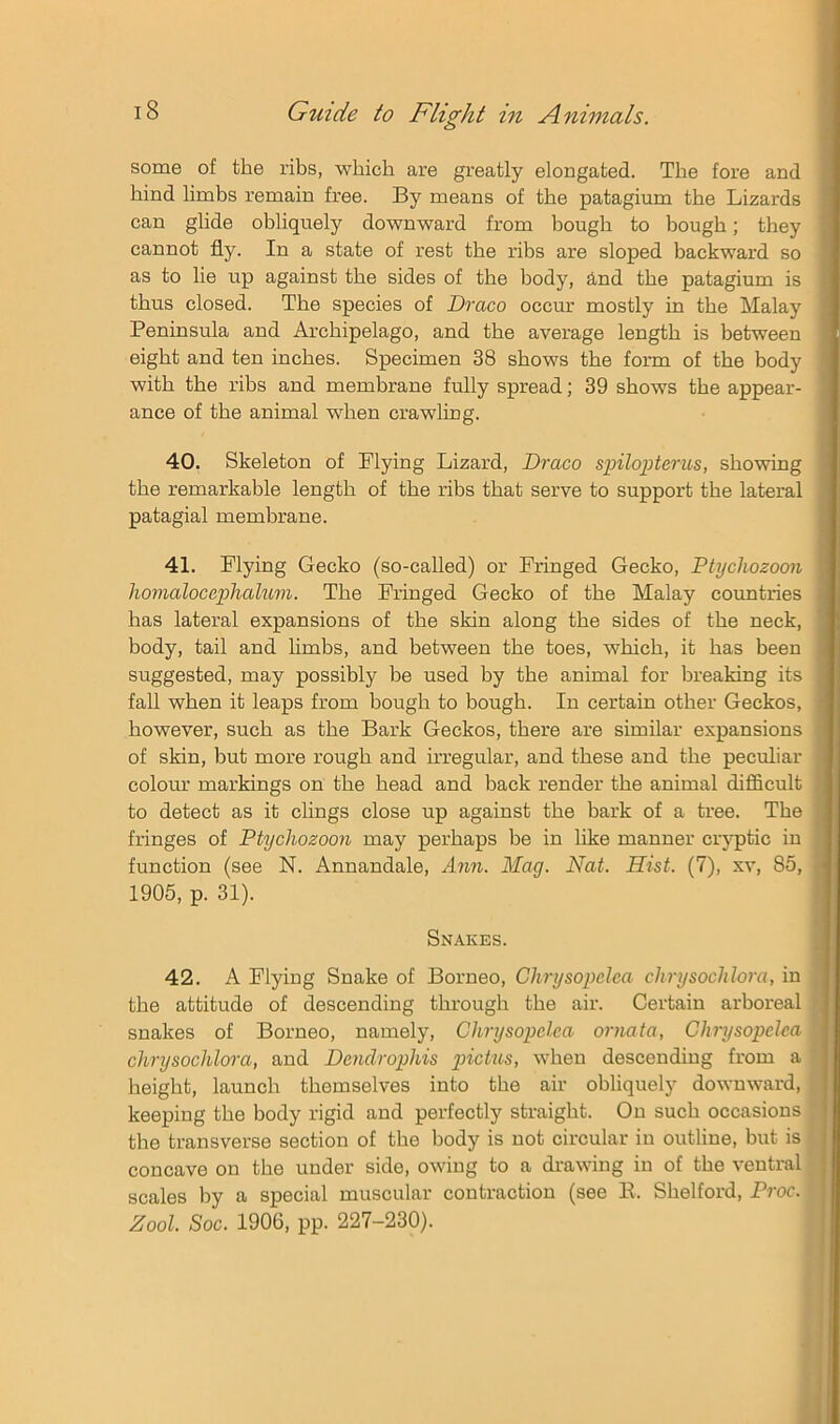 some of the ribs, which are greatly elongated. The fore and hind limbs remain free. By means of the patagium the Lizards can glide obliquely downward from bough to bough; they cannot fly. In a state of rest the ribs are sloped backward so as to lie up against the sides of the body, And the patagium is thus closed. The species of Draco occur mostly in the Malay Peninsula and Archipelago, and the average length is between eight and ten inches. Specimen 38 shows the form of the body with the ribs and membrane fully spread; 39 shows the appear- ance of the animal when crawling. 40. Skeleton of Flying Lizard, Draco sihlopterus, showing the remarkable length of the ribs that serve to support the lateral patagial membrane. 41. Flying Gecko (so-called) or Fringed Gecko, Ptychozoon hojnalocephaluvi. The Fringed Gecko of the Malay countries has lateral expansions of the skin along the sides of the neck, body, tail and limbs, and between the toes, which, it has been suggested, may possibly be used by the animal for breaking its fall when it leaps from bough to bough. In certain other Geckos, however, such as the Bark Geckos, there are similar expansions I of skin, but more rough and h’regular, and these and the peculiar ' colour markings on the head and back render the animal difficult ^ to detect as it clings close up against the bark of a tree. The < fringes of Ptychozoon may perhaps be in like manner cryptic in | function (see N. Annandale, Ann. Mag. Nat. Hist. (7), xv, 85, 1905, p. 31). Snakes. j 42. A Flying Snake of Borneo, Chrysopclea chrysochlora, in the attitude of descending through the air. Certain arboreal snakes of Borneo, namely, Chrysopclea ornata, Chrysopclea chrysochlora, and Dendrophis pictus, when descending from a height, launch themselves into the air obhquely downward, keeping the body rigid and perfectly straight. On such occasions the transverse section of the body is not circular in outline, but is concave on the under side, owing to a drawing in of the ventral scales by a special muscular contraction (see E. Shelford, Proc. Zool. Soc. 1906, pp. 227-230).