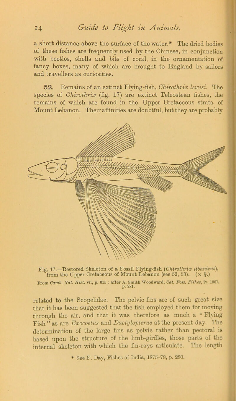 a short distance above the surface of the water.* The dried bodies of these fishes are frequently used by the Chinese, in conjunction with beetles, shells and bits of coral, in the ornamentation of fancy boxes, many of which are brought to England by sailors and travellers as curiosities. 52. Eemains of an extinct Elying-fish, Chirothrix lewisi. The species of Chirothrix (fig. 17) are extinct Teleostean fishes, the remains of which are found in the Upper Cretaceous strata of Mount Lebanon. Their affinities are doubtful, but they are probably Pig. 17.—Bestored Skeleton of a Fossil Flying-fish {Chirothrix libaniciis), from the Upper Cretaceous of Mount Lebanon (see 52, 53). (x |.) From Camb. Nat. Hist, vil, p. C16 ; after A. Smith Woodward, Cat. Foss. Fishes, iv, 1901, p. 281. related to the Scopelidae. The pelvic fins are of such great size that it has been suggested that the fish employed them for mowng through the air, and that it was therefore as much a “ Fljung Eish ” as are Exocoekis and Dactylopteriis at the present day. The determination of the large fins as pelvic rather than pectoral is based upon the structure of the limb-girdles, those parts of the internal skeleton with which the fin-rays articulate. The length * See P. Day, Fishes of India, 1875-78, p. 280.