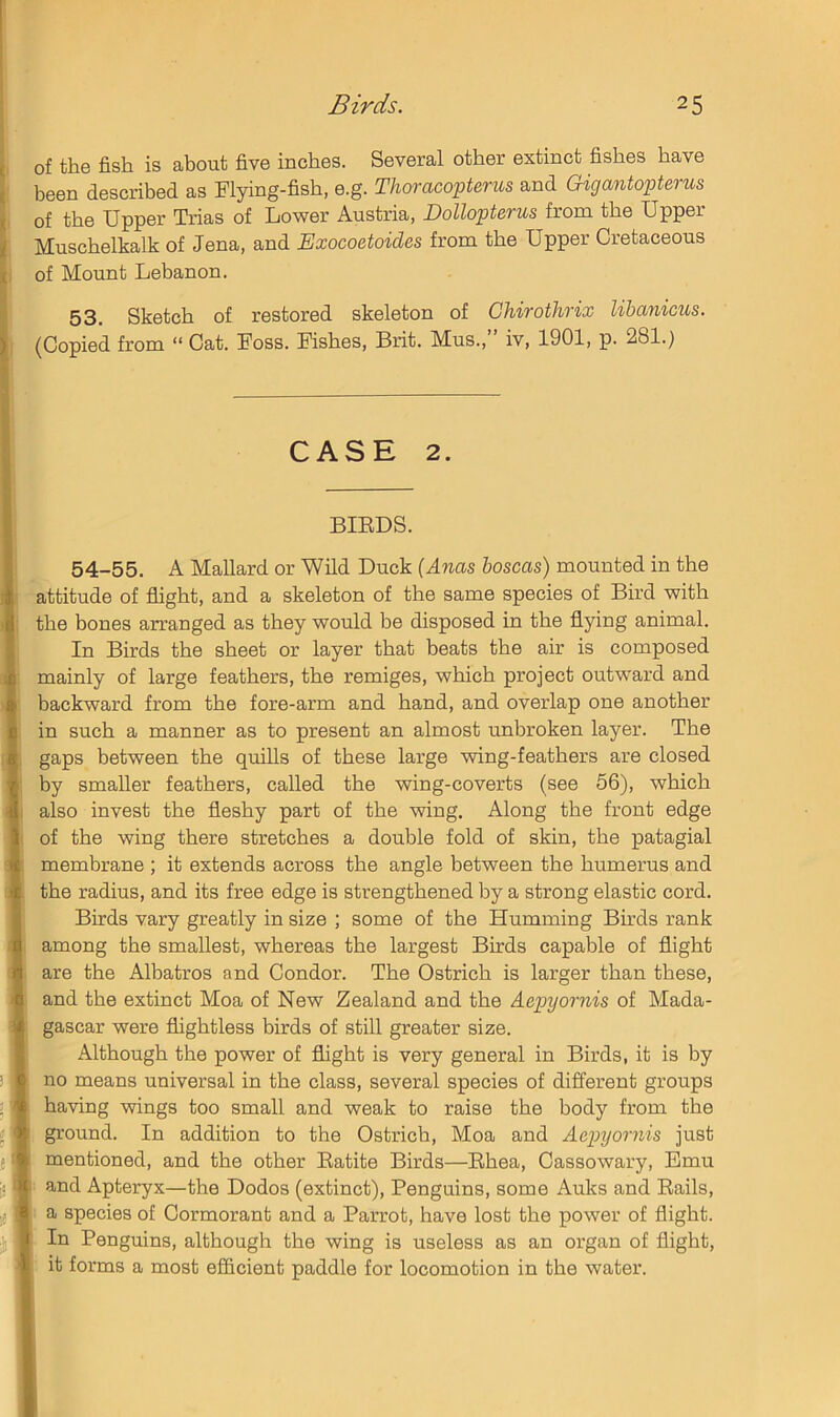 of the fish is about five inches. Several other extinct fishes have been described as Flying-fish, e.g. Thoracopterus and Gigantopterus of the Upper Trias of Lower Austria, Dollopterus from the Upper Muschelkalk of Jena, and Exocoetoides from the Upper Cretaceous of Mount Lebanon. 53. Sketch of restored skeleton of Chirothrix lihmiicus. (Copied from “ Cat. Foss. Fishes, Brit. Mus., iv, 1901, p. 281.) CASE 2. BIEDS. 54-55. A Mallard or Wild Duck {Anas boscas) mounted in the attitude of flight, and a skeleton of the same species of Bird with the bones arranged as they would be disposed in the flying animal. In Birds the sheet or layer that beats the air is composed mainly of large feathers, the remiges, which project outward and backward from the fore-arm and hand, and overlap one another in such a manner as to present an almost unbroken layer. The gaps between the quills of these large wing-feathers are closed by smaller feathers, called the wing-coverts (see 56), which also invest the fleshy part of the wing. Along the front edge of the wing there stretches a double fold of skin, the patagial membrane ; it extends across the angle between the humerus and the radius, and its free edge is strengthened by a strong elastic cord. Birds vary greatly in size ; some of the Humming Birds rank among the smallest, whereas the largest Birds capable of flight are the Albatros and Condor. The Ostrich is larger than these, and the extinct Moa of New Zealand and the Aepyornis of Mada- gascar were flightless birds of still greater size. Although the power of flight is very general in Birds, it is by no means universal in the class, several species of difi^erent groups having wings too small and weak to raise the body from the ground. In addition to the Ostrich, Moa and Aepyornis just mentioned, and the other Eatite Birds—Ehea, Cassowary, Emu and Apteryx—the Dodos (extinct). Penguins, some Auks and Eails, a species of Cormorant and a Parrot, have lost the power of flight. In Penguins, although the wing is useless as an organ of flight, it forms a most efficient paddle for locomotion in the water.