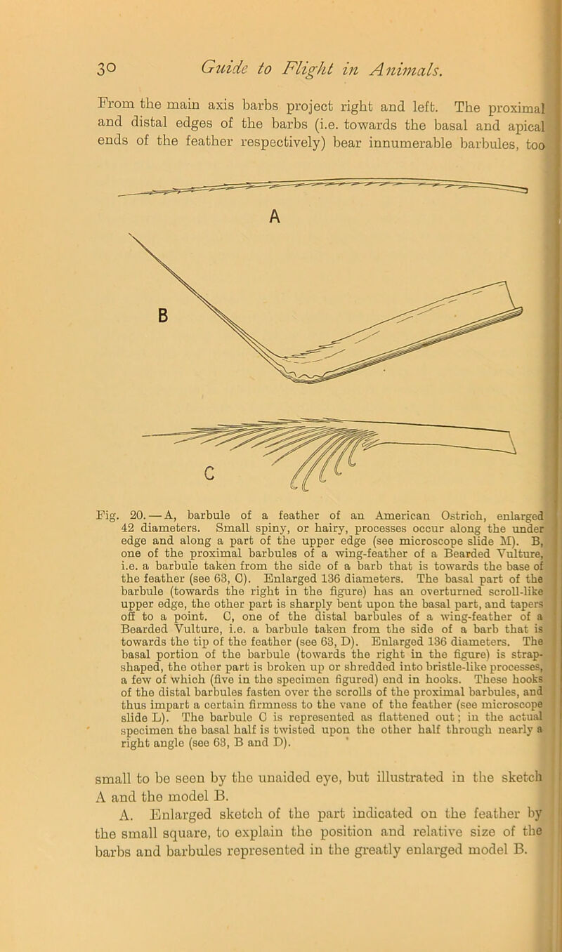 Prom the main axis barbs project I’igbt and left. The proximal and distal edges of the barbs (i.e. towards the basal and apical ends of the feather respectively) bear innumerable barbules, too A I Fig. 20. — A, barbule of a feather of an American Ostrich, enlarged. 42 diameters. Small spiny, or hairy, processes occur along the under edge and along a part of the upper edge (see microscope slide M). B, one of the proximal barbules of a wing-feather of a Bearded Vulture, i.e. a barbule taken from the side of a barb that is towards the base of the feather (see 63, 0). Enlarged 136 diameters. The basal part of the barbule (towards the right in the figure) has an overturned scroll-like upper edge, the other part is sharply bent upon the basal part, and tapers ofi to a point. C, one of the distal barbules of a wing-feather of a Bearded Vulture, i.e. a barbule taken from the side of a barb that is towards the tip of the feather (see 63, D). Enlarged 136 diameters. The basal portion of the barbule (towards the right in the figure) is strap- shaped, the other part is broken up or shredded into bristle-like processes, a few of which (five in the specimen figured) end in hooks. These hooks of the distal barbules fasten over the scrolls of the proximal barbules, and thus impart a certain firmness to the vane of the feather (see microscope; slide L). The barbule G is represented as flattened out; in the actual specimen the basal half is twisted upon the other half through nearly a right angle (see 63, B and D). small to be seen by tbe unaided eye, but illustrated in the sketcli A and the model B. . A. Enlarged sketch of the part indicated on the feather by the small square, to explain the position and relative size of the i barbs and barbules represented in the greatly enlarged model B.