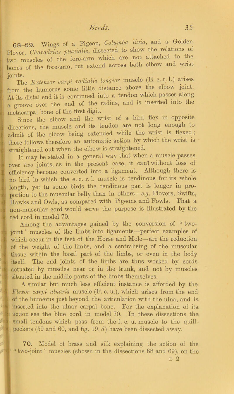 00_g0 Wings of a Pigeon, Columbo, livia, and a Golden Plover, Charadrius pluvialis, dissected to show the relations of two muscles of the fore-arm which are not attached to the hones of the fore-arm, but extend across both elbow and wnst ^ The Extensor carpi radialis longior muscle (E. c. r. 1.) arises from the humerus some little distance above the elbow joint. At its distal end it is continued into a tendon which passes along a groove over the end of the radius, and is inserted into the metacarpal bone of the first digit. Since the elbow and the wrist of a bird flex in opposite directions, the muscle and its tendon are not long enough to admit of the elbow being extended while the wrist is flexed; there follows therefore an automatic action by which the wrist is straightened out when the elbow is straightened. It may be stated in a general way that when a muscle passes I over two joints, as in the present case, it can] without loss of efficiency become converted into a ligament. Although there is no bird in which the e. c. r. 1. muscle is tendinous for its whole length, yet In some birds the tendinous part is longer in pro- portion to the muscular belly than in others—e.y. Plovers, Swifts, Hawks and Owls, as compared with Pigeons and Fowls. That a non-muscular cord would serve the purpose is illustrated by the red cord in model 70. Among the advantages gained by the conversion of “ two- joint ” muscles of the hmbs into ligaments—perfect examples of which occur in the feet of the Horse and Mole—are the reduction of the weight of the limbs, and a centrahsing of the muscular tissue within the basal part of the limbs, or even in the body itself. The end joints of the limbs are thus worked by cords actuated by muscles near or in the trunk, and not by muscles situated in the middle parts of the limbs themselves. A similar but much less efficient instance is afforded by the Flexor carpi ulnaris muscle (E. c. u.), which arises from the end of the humerus just beyond the articulation with the ulna, and is inserted into the ulnar carpal hone. Eor the explanation of its action see the blue cord in model 70. In these dissections the small tendons which pass from the f. c. u. muscle to the quill- pockets (59 and 60, and fig. 19, d) have been dissected away. jC- I 70. Model of brass and silk explaining the action of the f! f “two-joint” muscles (shown in the dissections 68 and 69), on the