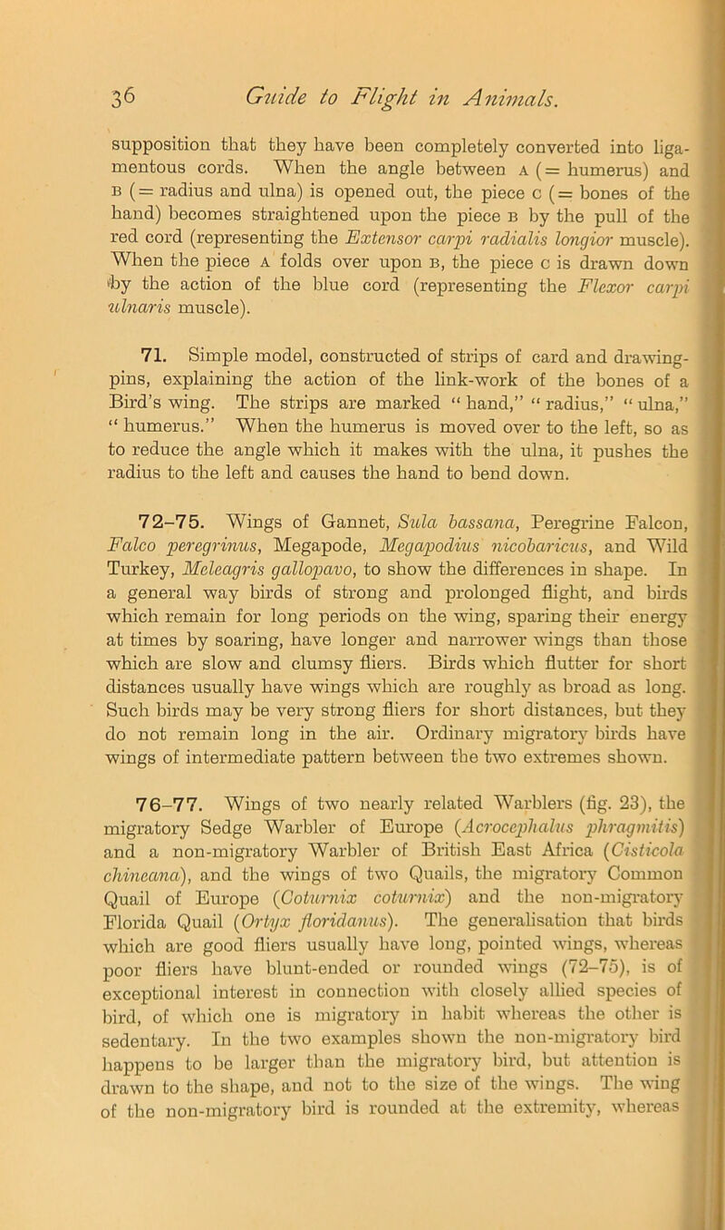 supposition that they have been completely converted into liga- mentous cords. When the angle between a (= humerus) and B (= radius and ulna) is opened out, the piece c (= bones of the hand) becomes straightened upon the piece B by the pull of the red cord (representing the Extensor carpi radialis longior muscle). When the piece A folds over upon b, the piece c is drawn down <by the action of the blue cord (representing the Flexor carpi ulnaris muscle). 71. Simple model, constructed of strips of card and drawing- pins, explaining the action of the link-work of the bones of a Bird’s wing. The strips are marked “ hand,” “ radius,” “ ulna,” “ humerus.” When the humerus is moved over to the left, so as to reduce the angle which it makes with the ulna, it pushes the radius to the left and causes the hand to bend down. 72-75. Wings of Gannet, Sula bassana, Peregrine Falcon, Falco peregrinus, Megapode, Megapodius nicohariciis, and Wild Turkey, Meleagris gallopavo, to show the differences in shape. In a general way birds of strong and prolonged flight, and birds which remain for long periods on the wing, sparing their energy at times by soaring, have longer and narrower Avings than those which are slow and clumsy fliers. Birds which flutter for short distances usually have wings which are roughlj'^ as broad as long. Such birds may be very strong fliers for short distances, but they do not remain long in the air. Ordinary migratory birds have wings of intermediate pattern between the two extremes shown. 76-77. Wings of two nearly related Warblers (fig. 23), the migratory Sedge Warbler of Europe {Acrocephalus phragmiiis) and a non-migratory Warbler of British East Africa {Cisticola chineana), and the wings of two Quails, the migratory Common Quail of Europe (Cokmiix coturnix) and the non-migi-atory Florida Quail {Ortyx floridanus). The generalisation that birds which are good fliers usually have long, pointed wings, whereas poor fliers have blunt-ended or rounded wings (72-75), is of exceptional interest in connection with closely allied species of bird, of which one is migratory in habit whereas the other is sedentary. In the two examples shown the non-migratory bird happens to be larger than the migratory bird, but attention is drawn to the shape, and not to the size of the wings. The wing of the non-migratory bird is rounded at the extremity, whereas