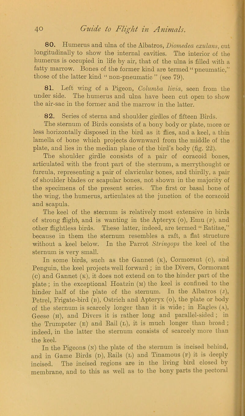 80. Humerus and ulna of the Albatros, Diomedea exulans, cut longitudinally to show the internal cavities. The interior of the humerus is occupied in life by air, that of the ulna is filled with a fatty marrow. Bones of the former kind are termed “ pneumatic,” those of the latter kind “ non-pneumatic ” (see 79). 81. Left wing of a Pigeon, Cohimha livia, seen from the under side. The humerus and ulna have been cut open to show the air-sac in the former and the marrow in the latter. 82. Series of sterna and shoulder girdles of fifteen Birds. The sternum of Bh’ds consists of a bony body or plate, more or less horizontally disposed in the bird as it flies, and a keel, a thin lamella of bone which projects downward from the middle of the plate, and lies in the median plane of the bird’s body (flg. 22). The shoulder girdle consists of a pair of coracoid bones, articulated with the front part of the sternum, a merrythought or furcula, representing a pair of clavicular bones, and thirdly, a pair of shoulder blades or scapular bones, not shown in the majority of the specimens of the present series. The first or basal bone of the wing, the humerus, articulates at the junction of the coracoid and scapula. The keel of the sternum is relatively most extensive in birds of strong flight, and is wanting in the Apteryx (o). Emu (p), and other flightless birds. These latter, indeed, are termed “ Eatitae,” because in them the sternum resembles a raft, a flat structure without a keel below. In the Parrot Stringo2)s the keel of the sternum is very small. In some birds, such as the Gannet (k). Cormorant (c), and Penguin, the keel projects well forward ; in the Divers, Cormorant (c) and Gannet (k), it does not extend on to the hinder part of the plate; in the exceptional Hoatzin (ri) the keel is confined to the hinder half of the plate of the stei’num. In the Albatros (.j). Petrel, Frigate-bird (b). Ostrich and Apteryx (o), the plate or body of the sternum is scarcely longer than it is wide; in Eagles Geese (h), and Divers it is rather long and parallel-sided ; in the Trumpeter (e) and Bail (n), it is much longer than l)road ; indeed, in the latter the sternum consists of scarcely more than the keel. In the Pigeons (n) the plate of the sternum is incised behind, and in Game Birds (d). Bails (l) and Tinamous (f) it is deeply incised. The incised regions are in the living bird closed by membrane, and to this as well as to the bony parts the pectoral