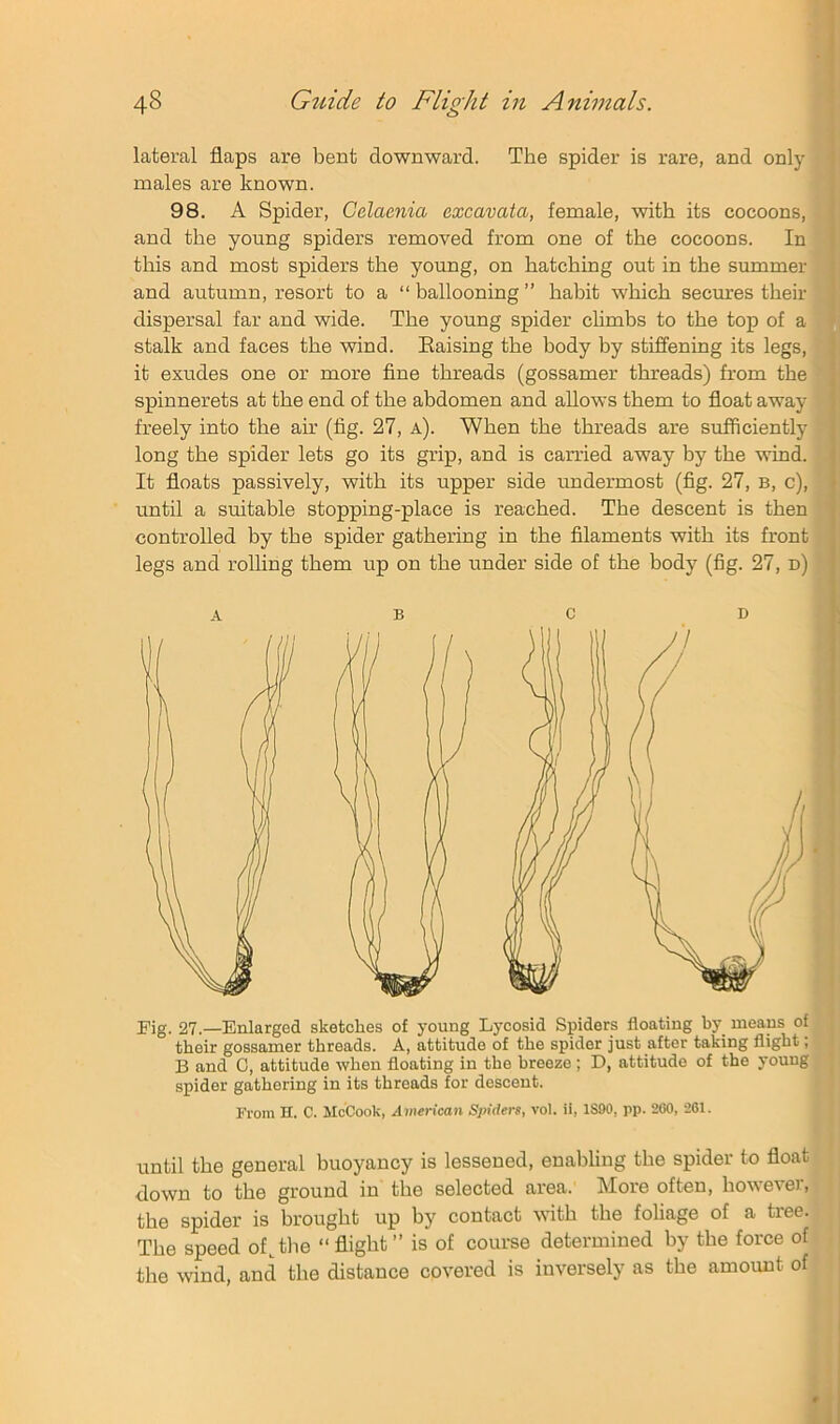 lateral flaps are bent downward. The spider is rare, and onlj' males are known. 98. A Spider, Gelaenia excavata, female, with its cocoons, and the young spiders removed from one of the cocoons. In this and most spiders the young, on hatching out in the summer and autumn, resort to a “ ballooning ” habit which secimes their dispersal far and wide. The young spider climbs to the top of a stalk and faces the wind. Eaising the body by stiffening its legs, it exudes one or more fine threads (gossamer threads) from the spinnerets at the end of the abdomen and allows them to float away freely into the air (fig. 27, a). When the threads are sufficiently long the spider lets go its grip, and is carried away by the wind. It floats passively, with its upper side undermost (fig. 27, b, c), until a suitable stopping-place is reached. The descent is then controlled by the spider gathering in the filaments with its front legs and rolling them up on the under side of the body (fig. 27, n) A B c D Fig. 27.—Enlarged sketches of young Lycosid Spiders floating by means of their gossamer threads. A, attitude of the spider just after taking flight, 13 and 0, attitude when floating in the breeze ; D, attitude of the young spider gathering in its threads for descent. From n. C. McCook, American Spiders, vol. ii, ISOO, pp. 200, 201. until the general buoyancy is lessened, enabling the spider to float down to the ground in the selected area. More often, however, the spider is brought up by contact with the foliage of a tree. | The speed of, the “ flight ” is of coui-se determined by the force of j the wind, and the distance covered is inversely as the amount of I