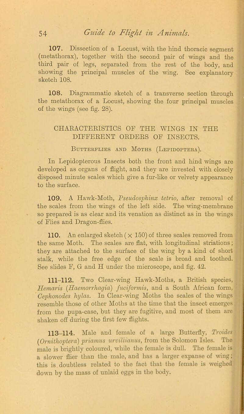 107. Dissection of a Locust, with the hind thoracic segment (metathorax), together with the second pair of wings and the third pair of legs, separated from the rest of the body, and showing the principal muscles of the wing. See explanatory sketch 108. 108. Diagrammatic sketch of a transverse section through the metathorax of a Locust, showing the four principal muscles of the wings (see fig. 28). CHAEACTEEISTICS OF THE WINGS IN THE DIFFEEENT OEDEES OF INSECTS. Buttekplies and Moths (Lepidopteea). In Lepidopterous Insects both the front and hind wings are developed as organs of flight, and they are invested with closely disposed minute scales which give a fur-like or velvety appearance to the surface. 109. A Hawk-Moth, Pseudosphinx tetrio, after removal of the scales from the wings of the left side. The wing-membrane so prepared is as clear and its venation as distinct as in the wings of Flies and Dragon-flies. 110. An enlarged sketch (x 150) of three scales removed from the same Moth. The scales are flat, with longitudinal striations; they are attached to the surface of the wing by a kind of short stalk, while the free edge of the scale is broad and toothed. See shdes F, G and H under the microscope, and fig. 42. 111-112. Two Olear-wing Hawk-Moths, a British species, Hcmaris [Haemorrhagia) fiiciformis, and a South African form,' Cephonodcs hylas. In Clear-wing Moths the scales of the wings i resemble those of other Moths at the time that the insect emerges from the pupa-case, but they are fugitive, and most of them are shaken off during the first few flights. 113-114. Male and female of a large Butterfly, Troidcsl (Ornithoptera) p>riamus urvUiianus, from the Solomon Isles. Thej male is brightly coloured, while the female is dull. The female isj a slower flier than the male, and has a larger expanse of wing;! this is doubtless related to the fact that the female is weighed] down by the mass of unlaid eggs in the body.