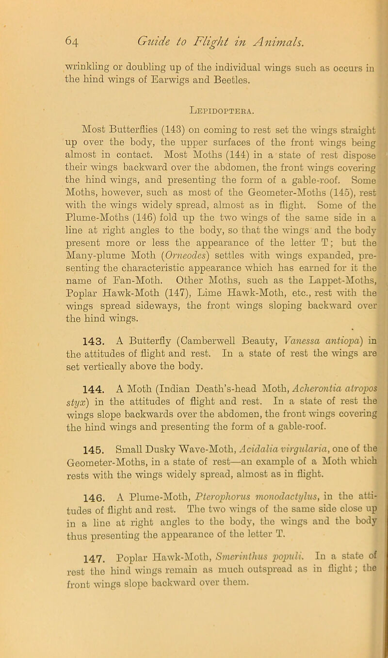 ■wrinkling or doubling up of the individual wings such as occurs in the hind -wings of Earwigs and Beetles. Lepidoptera. Most Butterflies (143) on coming to rest set the -wings straight up over the body, the upper surfaces of the front wings being almost in contact. Most Moths (144) in a state of rest dispose their wings backward over the abdomen, the front wings covering the hind wings, and presenting the form of a gable-roof. Some Moths, however, such as most of the Geometer-Moths (145), rest with the wings widely spread, almost as in flight. Some of the Plume-Moths (146) fold up the two wings of the same side in a line at right angles to the body, so that the wings and the body present more or less the appearance of the letter T; but the Many-plume Moth (Orneocles) settles with -wings expanded, pre- senting the characteristic appearance which has earned for it the name of Pan-Moth. Other Moths, such as the Lappet-Moths, Poplar Hawk-Moth (147), Lime Hawk-Moth, etc., rest -with the wings spread sideways, the front wings sloping backward over the hind -wings. 143. A Butterfly (Camberwell Beauty, Vanessa antiopa) in the attitudes of flight and rest. In a state of rest the -wings are set vertically above the body. 144. A Moth (Indian Death’s-head Moth, Acherontia atropos styx) in the attitudes of flight and rest. In a state of rest the wings slope backwards over the abdomen, the front wings covering the hind -wings and presenting the form of a gable-roof. 145. Small Dusky Wave-Moth, Acidalia virgularia, one of the Geometer-Moths, in a state of rest—an example of a Moth which rests with the wings widely spread, almost as in flight. 146. A Plume-Moth, Ptcrophorus monodactyhis, in the atti- tudes of flight and rest. The two wings of the same side close up in a line at right angles to the body, the wings and the body thus presenting the appearance of the letter T. 147. Poplar Hawk-Moth, Smcrinthus populi. In a state of rest the hind wings remain as much outspread as in flight; the front wings slope backward over them.