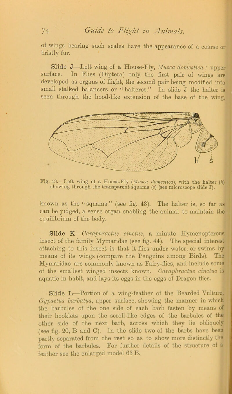 of wings bearing such scales have the appearance of a coarse or bristly fur. Slide J—Left wing of a House-Fly, Mitsca domestica; upper surface. In Flies (Diptera) only the first pair of wings are developed as organs of flight, the second pair being modified into small stalked balancers or “halteres.” In shde J the halter is seen through the hood-like extension of the base of the wing. Fig. 43.—Left wing of a House-Fly (Musca domestica), with the halter (h) showing through the transparent squama (s) (see microscope slide J). known as the “ squama ” (see fig. 43). The halter is, so far as can be judged, a sense organ enabling the animal to maintain the equilibrium of the body. Slide K—Caraphractus cinctus, a minute Hymenopterous insect of the family Mymaridae (see fig. 44). The special interest attaching to this insect is that it flies under water, or swims by means of its wings (compare the Penguins among Birds). The Mymaridae are commonly known as Fairy-flies, and include some of the smallest winged insects known. Caraphractus cinctus is aquatic in habit, and lays its eggs in the eggs of Dragon-flies. Slide L—Portion of a wing-feather of the Bearded Vulture, Gyp>actus harbatus, upper surface, showing the manner in which the barbules of the one side of each barb fasten by means of their booklets upon the scroll-like edges of the barbules of the other side of the next barb, across which they lie obliquely (see fig. 20, B and C). In the slide two of the barbs have been partly separated from the rest so as to show more distinctly the form of the barbules. For further details of the structure of a feather see the enlarged model 63 B.