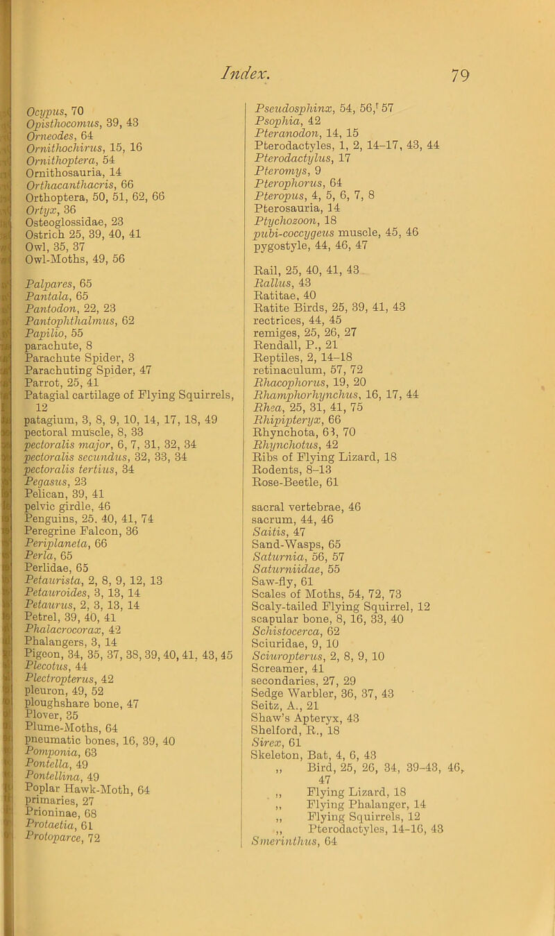 Ocypus, 70 Opisthocomus, 39, 43 Orneodes, 64 OrnitJwchirus, 15, 16 Ornithoptera, 54 Ornithosauria, 14 Orthacanthacris, 66 Orthoptera, 50, 51, 62, 66 Ortyx, 36 Osteoglossidae, 23 Ostrich 25, 39, 40, 41 Owl, 35, 37 Owl-Moths, 49, 56 Palpares, 65 Pantala, 65 Pantodon, 22, 23 PantopMhalmus, 62 Papilio, 55 parachute, 8 Parachute Spider, 3 Parachuting Spider, 47 Parrot, 25, 41 Patagial cartilage of Plying Squirrels, 12 patagium, 3, 8, 9, 10, 14, 17, 18, 49 pectoral mu'scle, 8, 33 pectoralis major, 6, 7, 31, 32, 34 pecioralis secundiis, 32, 33, 34 pectoralis tertius, 34 Pegasus, 23 Pelican, 39, 41 pelvic girdle, 46 Penguins, 25. 40, 41, 74 Peregrine Falcon, 36 Periplaneta, 66 Perla, 65 Perlidae, 65 Petaurista, 2, 8, 9, 12, 13 Petauroides, 3, 13, 14 Petaurus, 2, 3, 13, 14 Petrel, 39, 40, 41 Phalacrocorax, 42 Phalangers, 3, 14 Pigeon, 34, 35, 37, 38, 39, 40,41, 43, 45 Plecotus, 44 Plectropterus, 42 pleuron, 49, 52 ploughshare bone, 47 Plover, 35 Plume-Moths, 64 pneumatic bones, 16, 39, 40 Pomponia, 63 Pontclla, 49 Pontellina, 49 Poplar Hawk-Moth, 64 primaries, 27 Prioninae, 68 Protaetia, 61 Protoparce, 72 Pscudosphinx, 54, 56,*^ 57 PSophia, 42 Pteranodon, 14, 15 Pterodactyles, 1, 2, 14-17, 43, 44 Pterodactylus, 17 Pteromys, 9 Pterophorus, 64 Pteropus, 4, 5, 6, 7, 8 Pterosauria, 14 Ptychozoon, 18 piibi-coccygeus muscle, 45, 46 pygostyle, 44, 46, 47 Rail, 25, 40, 41, 43 Rallus, 43 Ratitae, 40 Ratite Birds, 25, 39, 41, 43 rectrices, 44, 45 remiges, 25, 26, 27 Rendall, P., 21 Reptiles, 2, 14-18 retinaculum, 57, 72 Rhacophorus, 19, 20 Rhamphorhynchus, 16, 17, 44 Rhea, 25, 31, 41, 75 Rhipipteryx, 66 Rhynchota, 61, 70 Rhynchotus, 42 Ribs of Plying Lizard, 18 Rodents, 8-13 Rose-Beetle, 61 sacral vertebrae, 46 sacrum, 44, 46 Saitis, 47 Sand-Wasps, 65 Saturnia, 56, 57 Saturniidae, 55 Saw-fly, 61 Scales of Moths, 54, 72, 73 Scaly-tailed Plying Squirrel, 12 scapular bone, 8, 16, 33, 40 Schistocerca, 62 Sciuridae, 9, 10 Sciuropterus, 2, 8, 9, 10 Screamer, 41 secondaries, 27, 29 Sedge Warbler, 36, 37, 43 Seitz, A., 21 Shaw’s Apteryx, 43 Shelford, R., 18 Sirex, 61 Skeleton, Bat, 4, 6, 43 „ Bird, 25, 26, 34, 39-43, 46, 47 ,, Plying Lizard, 18 ,, Flying Phalanger, 14 „ Plying Squirrels, 12 ,, Pterodactyles, 14-16, 43 Smerinthus, 64