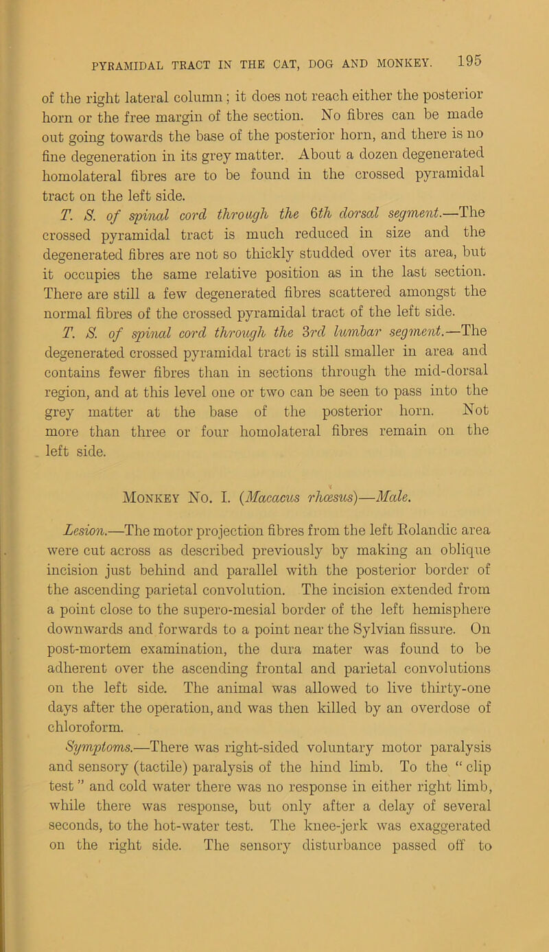 of the right lateral column; it does not reach either the posterior horn or the free margin of the section. No fibres can be made out going towards the base of the posterior horn, and there is no fine degeneration in its grey matter. About a dozen degenerated homolateral fibres are to be found in the crossed pyramidal tract on the left side. T. S. of spinal cord through the 6th dorsal segment.—The crossed pyramidal tract is much reduced in size and the degenerated fibres are not so thickly studded over its area, but it occupies the same relative position as in the last section. There are still a few degenerated fibres scattered amongst the normal fibres of the crossed pyramidal tract of the left side. T. S. of spinal cord through the 3rd lumbar segment.— The degenerated crossed pyramidal tract is still smaller in area and contains fewer fibres than in sections through the mid-dorsal region, and at this level one or two can be seen to pass into the grey matter at the base of the posterior horn. Not more than three or four homolateral fibres remain on the left side. Monkey No. I. (Macacus rlioesus)—Male. Lesion.—The motor projection fibres from the left Eolandie area were cut across as described previously by making an oblique incision just behind and parallel with the posterior border of the ascending parietal convolution. The incision extended from a point close to the supero-mesial border of the left hemisphere downwards and forwards to a point near the Sylvian fissure. On post-mortem examination, the dura mater was found to be adherent over the ascending frontal and parietal convolutions on the left side. The animal was allowed to live thirty-one days after the operation, and was then killed by an overdose of chloroform. Symptoms.—There was right-sided voluntary motor paralysis and sensory (tactile) paralysis of the hind limb. To the “ clip test ” and cold water there was no response in either right limb, while there was response, but only after a delay of several seconds, to the hot-water test. The knee-jerk was exaggerated on the right side. The sensory disturbance passed off to