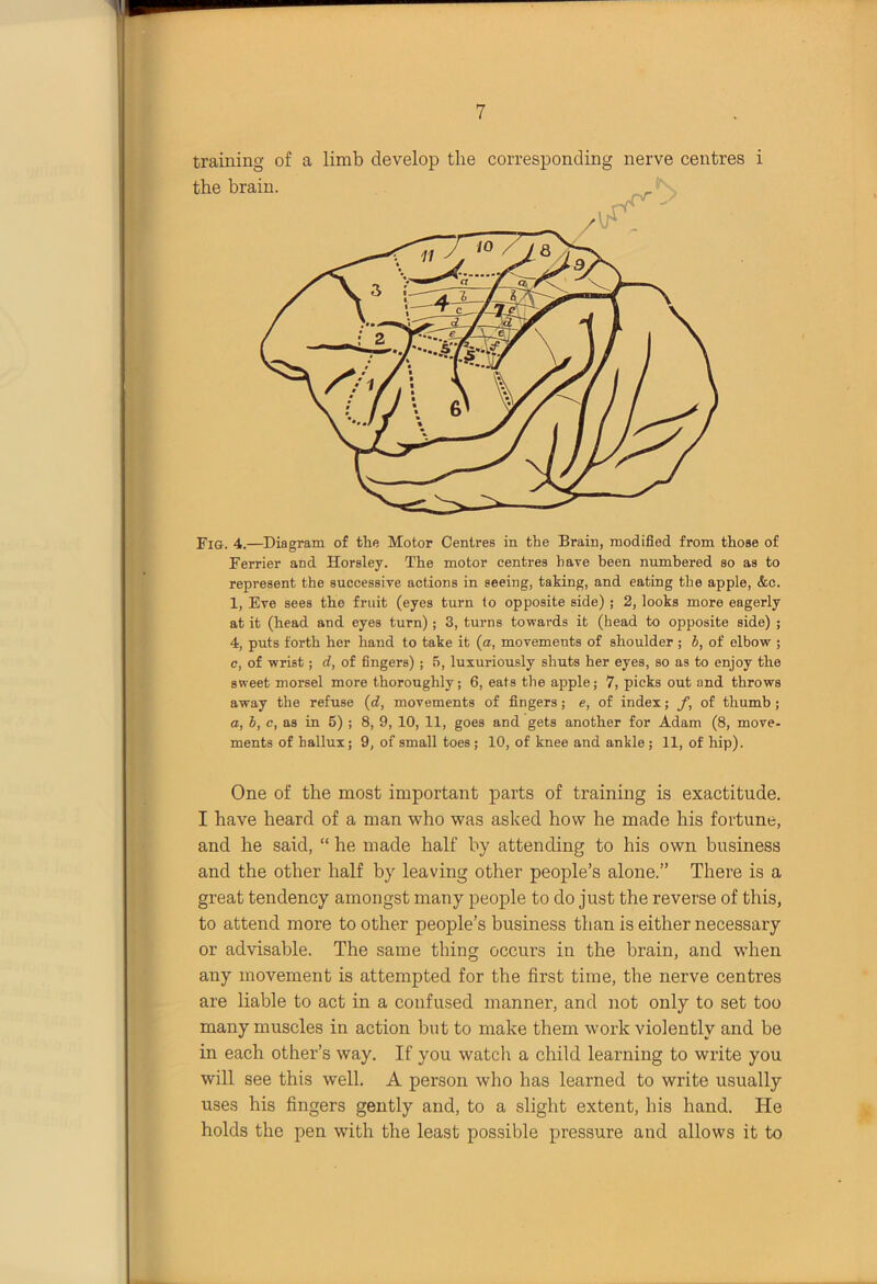training of a limb develop the corresponding nerve centres i Fig. 4.—Diagram of the Motor Centres in the Brain, modified from those of Ferrier and Horsley. The motor centres hare been numbered so as to represent the successive actions in seeing, taking, and eating the apple, &c. 1, Eve sees the fruit (eyes turn to opposite side) ; 2, looks more eagerly at it (head and eyes turn) ; 3, turns towards it (head to opposite side) ; 4, puts forth her hand to take it (a, movements of shoulder ; b, of elbow ; c, of wrist; d, of fingers) ; 5, luxuriously shuts her eyes, so as to enjoy the sweet morsel more thoroughly; 6, eats the apple; 7, picks out and throws away the refuse (d, movements of fingers; e, of index; f, of thumb; a, b, c, as in 5) ; 8, 9, 10, 11, goes and gets another for Adam (8, move- ments of hallux; 9, of small toes ; 10, of knee and ankle ; 11, of hip). One of the most important parts of training is exactitude. I have heard of a man who was asked how he made his fortune, and he said, “ he made half by attending to his own business and the other half by leaving other people’s alone.” There is a great tendency amongst many people to do just the reverse of this, to attend more to other people’s business than is either necessary or advisable. The same thing occurs in the brain, and when any movement is attempted for the first time, the nerve centres are liable to act in a confused manner, and not only to set too many muscles in action but to make them work violently and be in each other’s way. If you watch a child learning to write you will see this well. A person who has learned to write usually uses his fingers gently and, to a slight extent, his hand. He holds the pen with the least possible pressure and allows it to