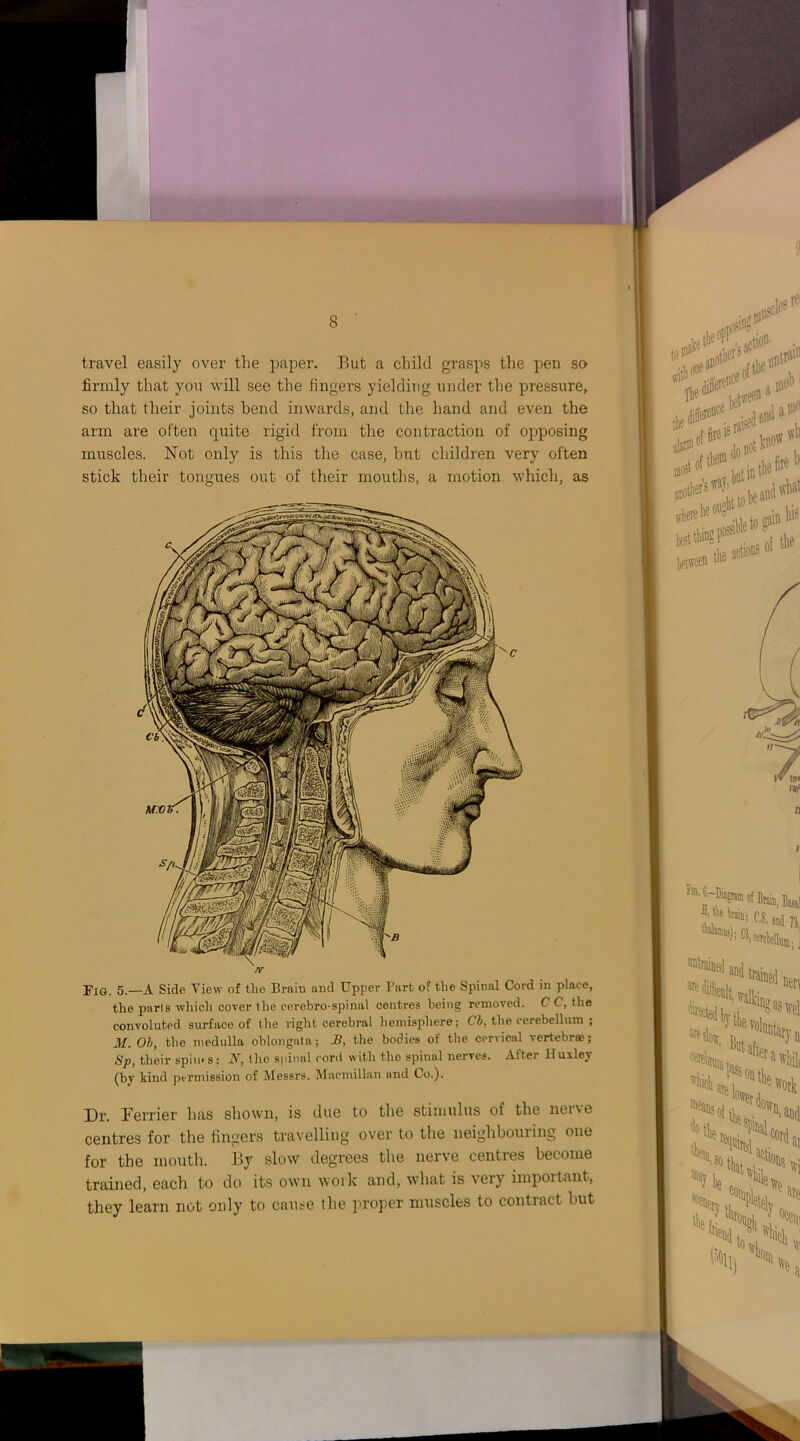 travel easily over the paper. But a child grasps the pen so firmly that you will see the fingers yielding under the pressure, so that their joints bend inwards, and the hand and even the arm are often quite rigid from the contraction of opposing muscles. Not only is this the case, but children very often stick their tongues out of their mouths, a motion which, as nr Fig. 5.—A Side View of the Brain and Upper Part of the Spinal Cord in place, the parls which cover the eerebro-spinal centres being removed. C C, the convoluted surface of the right cerebral hemisphere; Cb, the cerebellum ; M. Ob, the medulla oblongata; -B, the bodies of the cervical vertebrae; Sp, their spims; 2V, the spinal cord with the spinal nerves. After Huxley (by kind permission of Messrs. Macmillan and Co.). Dr. Perrier has shown, is due to the stimulus of the nerve centres for the fingers travelling over to the neighbouring one for the mouth. By slow degrees the nerve centres become trained, each to do its own work and, what is very important, they learn not only to cause the proper muscles to contract but