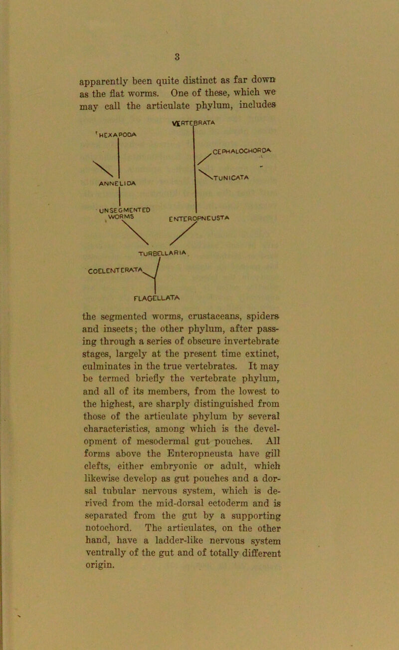 apparently been quite distinct as far down as the flat worms. One of these, which we may call the articulate phylum, includes 'hcxapooa ANNELIDA V£RTEBRATA CEPhalOCHOROA / '\tuNICATA UN segmented WORMS ENTEROPNEUSTA TuRBELLARIA COELENTCRATA^ elagellata the segmented worms, crustaceans, spiders and insects; the other phylum, after pass- ing through a series of obscure invertebrate stages, largely at the present time extinct, culminates in the true vertebrates. It may be termed briefly the vertebrate phylum, and all of its members, from the lowest to the highest, are sharply distinguished from those of the articulate phylum by several characteristics, among which is the devel- opment of mesodermal gut pouches. All forms above the Enteropneusta have gill clefts, either embryonic or adult, which likewise develop as gut pouches and a dor- sal tubular nervous system, which is de- rived from the mid-dorsal ectoderm and is separated from the gut by a supporting notochord. The articulates, on the other hand, have a ladder-like nervous system ventrally of the gut and of totally different origin.