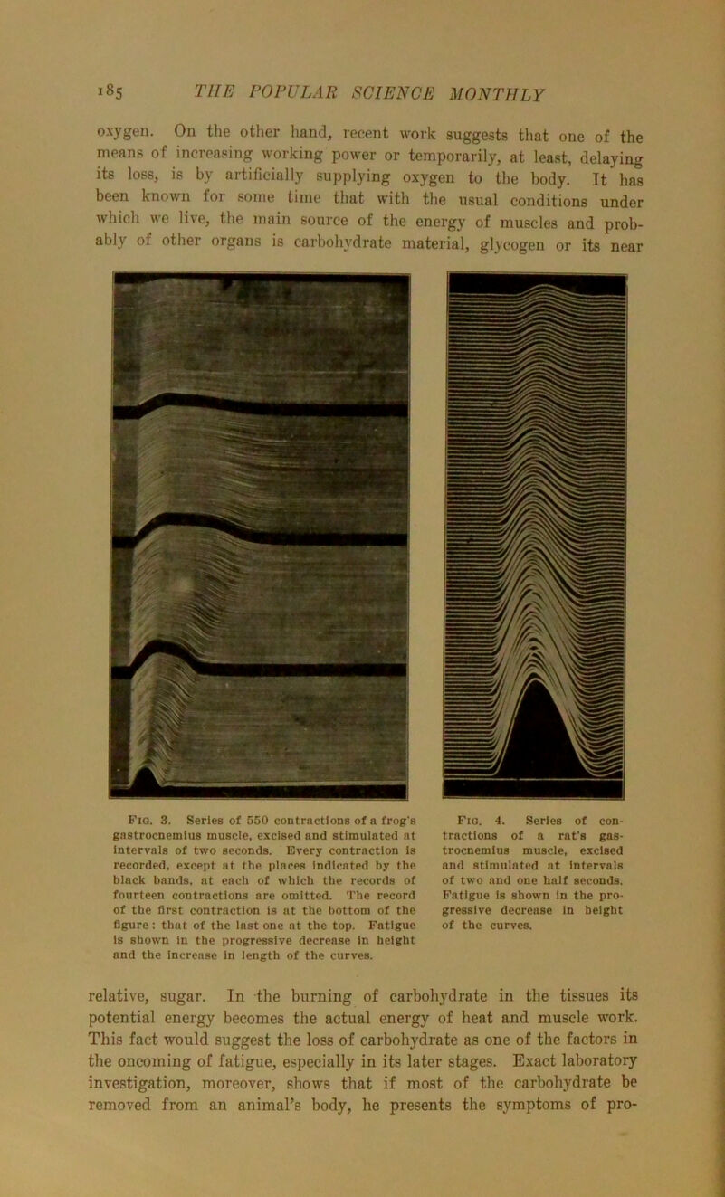 oxygen. On the other hand, recent work suggests that one of the means of increasing working power or temporarily, at least, delaying its loss, is by artificially supplying oxygen to the body. It lias been known for some time that with the usual conditions under which we live, the main source of the energy of muscles and prob- ably of other organs is carbohydrate material, glycogen or its near Fio. 3. Series of 550 contractions of a frog's gastrocnemius muscle, excised and stimulated at Intervals of two seconds. Every contraction Is recorded, except at the places Indicated by the black bands, at each of which the records of fourteen contractions are omitted. The record of the first contraction is at the bottom of the figure : that of the last one at the top. Fatigue Is shown in the progressive decrease In height and the Increase in length of the curves. Fig. 4. Series of con- tractions of a rat’s gas- trocnemius muscle, excised and stimulated at Intervals of two and one half seconds. Fatigue is shown in the pro- gressive decrease In height of the curves. relative, sugar. In the burning of carbohydrate in the tissues its potential energy becomes the actual energy of heat and muscle work. This fact would suggest the loss of carbohydrate as one of the factors in the oncoming of fatigue, especially in its later stages. Exact laboratory investigation, moreover, shows that if most of the carbohydrate be removed from an animal’s body, he presents the symptoms of pro-