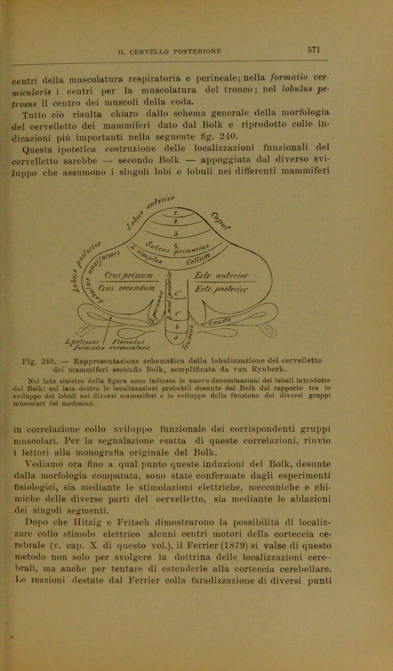 centri della muscolatura respiratoria e perineale; nella formatio ver- mioularis i centri per la muscolatura del tronco; nel lobulus pe- trosus il centro dei muscoli della coda. Tutto ciò risulta chiaro dallo schema generale della morfologia del cervelletto dei mammiferi dato dal Bolk e riprodotto colle in- dicazioni pii! importanti nella seguente fig. 240. Questa ipotetica costruzione delle localizzazioni funzionali del cervelletto sarebbe — secondo Bolk — appoggiata dal diverso svi- luppo che assumono i singoli lobi e lobuli nei differenti mammiferi Fig. 240. — Rappresentazione schematica della lobulizzazione del cervelletto dei mammiferi secondo Bolk, semplificata da van Rynberk. Nel luto sinistro della figura sono indioste le nuove denominazioni dei lobuli introdotte dui Bolk: nel lato destro le localizzazioni probabili desunte dal Bolk dal rapporto tra lo sviluppo dei lobuli nei diversi mammiferi e lo sviluppo della funzione dei diversi gruppi muscolari dei medesimi. in correlazione collo sviluppo funzionale dei corrispondenti gruppi muscolari. Per la segnalazione esatta di queste correlazioni, rinvio i lettori alla monografia originale del Bolk. Vediamo ora fino a qual punto queste induzioni del Bolk, desunte dalla morfologia comparata, sono state confermate dagli esperimenti fisiologici, sia mediante le stimolazioni elettriche, meccaniche e chi- miche delle diverse parti del cervelletto, sia mediante le ablazioni dei singoli segmenti. Dopo che Hitzig e Fritseh dimostrarono la possibilità di localiz- zare collo stimolo elettrico alcuni centri motori della corteccia ce- rebrale (v. cap. X di questo voi.), il Ferrier (1879) si valse di questo metodo non solo per svolgere la dottrina delle localizzazioni cere- brali. ma anche per tentare di estenderle alla corteccia cerebellare. Le reazioni destate dal Ferrier colla faradizzazione di diversi punti