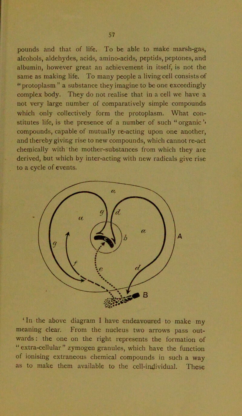 pounds and that of life. To be able to make marsh-gas, alcohols, aldehydes, acids, amino-acids, peptids, peptones, and albumin, however great an achievement in itself, is not the same as making life. To many people a living cell consists of “ protoplasm ” a substance they imagine to be one exceedingly complex body. They do not realise that in a cell we have a not very large number of comparatively simple compounds which only collectively form the protoplasm. What con- stitutes life, is the presence of a number of such “ organic'» compounds, capable of mutually re-acting upon one another, and thereby giving rise to new compounds, which cannot re-act chemically with the mother-substances from which they are derived, but which by inter-acting with new radicals give rise to a cycle of events. ‘ In the above diagram I have endeavoured to make my meaning clear. From the nucleus two arrows pass out- wards : the one on the right represents the formation of “ extra-cellular” zymogen granules, which have the function of ionising extraneous chemical compounds in such a way as to make them available to the cell-irujividual. These