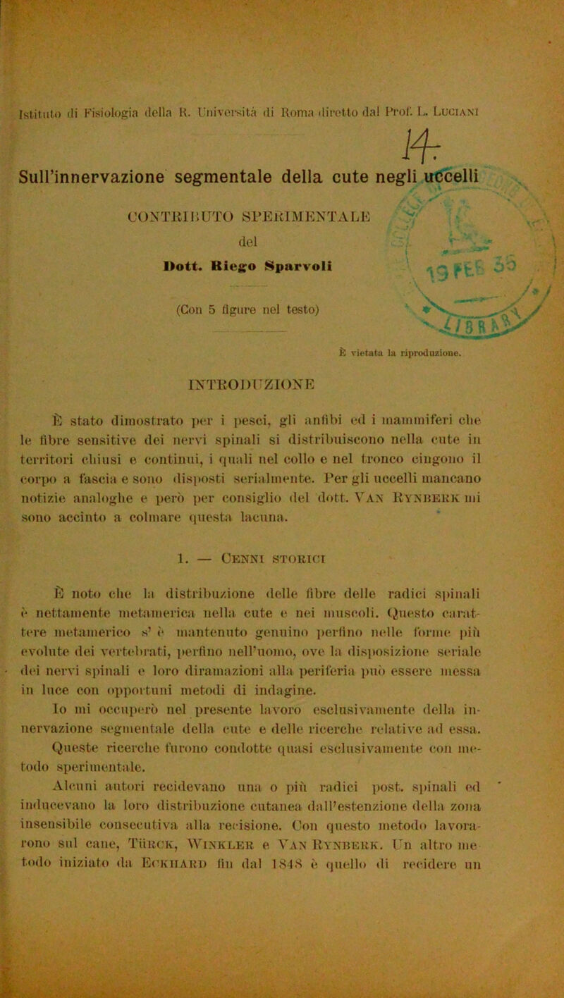 Istituto di Fisiologia della R. Università di Roma diretto dal Prof. L. Luciani Sull’innervazione segmentale della cute negli uccelli CONTU111UTO SPElilMUNTALE del ]>ott. Hi ego Spurvoli (Con 5 ligure nel testo) *V È vietata la riproduzione. INTRODUZIONE È stato dimostrato per i pesci, gli anfibi ed i mammiferi che le fibre sensitive dei nervi spinali si distribuiscono nella cute in territori chiusi e continui, i quali nel collo e nel tronco cingono il corpo a fascia e sono disposti serialmente. Per gli uccelli mancano notizie analoghe e però per consiglio «lei dott. Yan Rynberk mi sono accinto a colmare questa lacuna. 1. — Cenni storici È noto che la distribuzione delle fibre delle radici spinali è nettamente metamerica nella cute e nei muscoli. Questo carat- tere metamerico s’ è mantenuto genuino perfino nelle forme più evolute dei vertebrati, perfino nell’uomo, ove la disposizione seriale dei nervi spinali e loro diramazioni alla periferia pili» essere messa in luce con opportuni metodi di indagine. lo mi occuperò nel presente lavoro esclusivamente della in- nervazione segmentale della ente e delle ricerche relative ad essa. Queste ricerche furono condotte quasi esclusivamente con me- todo sperimentale. Alcuni autori recidevano una o più radici post, spinali ed inducevano la loro distribuzione cutanea dall’estenzione della zona insensibile consecutiva alla recisione. Con questo metodo lavora- rono sul cane, Turok, Winkler e Yan Rynberk. Un altro me t.odo iniziato da Eckiiard fin dal 1848 è quello di recidere un