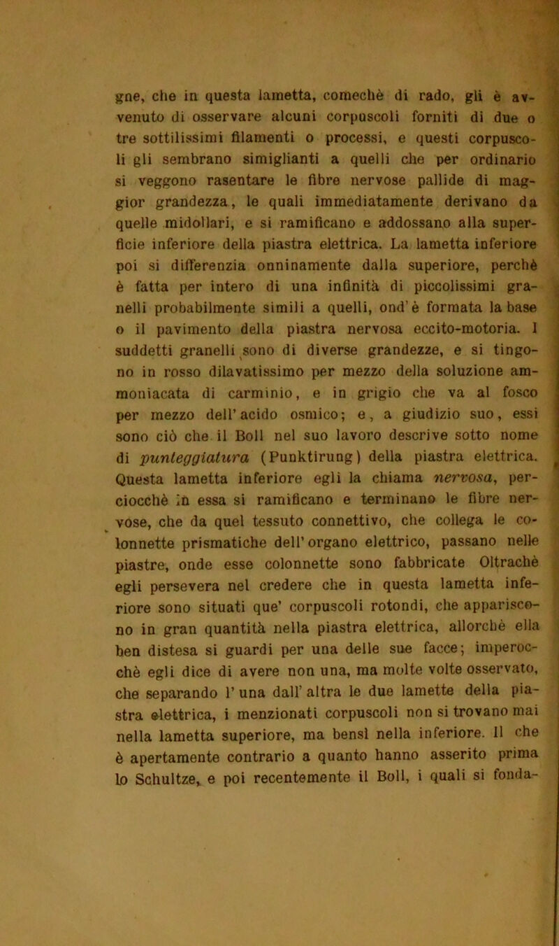 venuto di osservare alcuni corpuscoli forniti di due o tre sottilissimi filamenti o processi, e questi corpusco- li gli sembrano simiglianti a quelli che per ordinario si veggono rasentare le fibre nervose pallide di mag- gior grandezza, le quali immediatamente derivano da quelle midollari, e si ramificano e addossano alla super- ficie inferiore della piastra elettrica. La lametta inferiore poi si differenzia onninamente dalla superiore, perchè è fatta per intero di una infinità di piccolissimi gra- nelli probabilmente simili a quelli, ond’è formata la base o il pavimento della piastra nervosa eccito-motoria. I suddetti granelli sono di diverse grandezze, e si tingo- no in rosso dilavatissimo per mezzo della soluzione am- moniacata di carminio, e in grigio che va al fosco per mezzo dell’acido osmico; e, a giudizio suo, essi sono ciò che il Boll nel suo lavoro descrive sotto nome di punteggiatura (Punktirung) della piastra elettrica. Questa lametta inferiore egli la chiama nervosa, per- ciocché in essa si ramificano e terminano le fibre ner- vose, che da quel tessuto connettivo, che collega le co- lonnette prismatiche dell’organo elettrico, passano nelle piastre, onde esse colonnette sono fabbricate Oltrachè egli persevera nel credere che in questa lametta infe- riore sono situati que’ corpuscoli rotondi, che apparisco- no in gran quantità nella piastra elettrica, allorché ella ben distesa si guardi per una delie sue facce; imperoc- ché egli dice di avere non una, ma molte volte osservato, che separando 1’ una dall’ altra le due lamette della pia- stra elettrica, i menzionati corpuscoli non si trovano mai nella lametta superiore, ma bensì nella inferiore. 11 che è apertamente contrario a quanto hanno asserito prima io Schultze, e poi recentemente il Boll, i quali si fonda-