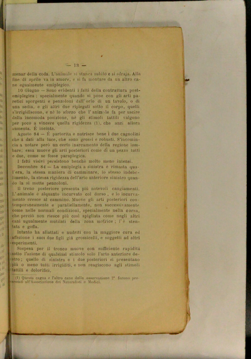 menar della coda. L’animale si stanca subito e si sdraju. Alla line di aprile va in amore, e si fa montare da un altro ca- ne egualmente emiplegico. 10 Giugno — Sono evidenti i fatti della contrattura post- emiplegica ; specialmente quando si pone con gli arti pa- retici sporgenti e penzoloni dall’ orlo di un tavolo, o di una sedia, e gli altri due ripiegati sotto il corpo, quelli s’irrigidiscono, e nò lo sforzo che 1’ anim ile fa per uscire dalla incomoda posizione, nè gli stimoli tattili valgono per poco a vincere quella rigidezza (1), che anzi allora aumenta. E incinta. Agosto 84 — E partorita e nutrisce bene i due cagnolini che à dati alla luce, che sono grossi e robusti. S’incomin- cia a notare però un certo inarcamento della regione lom- bare; essa muove gli arti posteriori come di un pezzo tutti e due, come se fosse paraplegica. 1 fatti visivi persistono benché molto meno intensi. Decembre 84 — La emiplegia a sinistra è rimasta qua- l’era, la stessa maniera di camminare, lo stesso indebo- limento, la stessa rigidezza dell’arto anteriore sinistro quan- do la .si mette penzoloni. 11 treno posteriore presenta più notevoli cangiamenti. L’.animale è alquanto incurvato col dorso , e lo incurva- mento cresce al cammino. Muove gli arti posteriori con- temporaneamente e parallellamente, non successivamente, come nelle normali condizioni, specialmente nella corsa, che perciò non riesce più cosi spigliata come negli altri cani ugualmente mutilati della zona motrice ; l’è sten- tata e goffa. Intanto ha allattati e nudriti con la maggiore cura ed iaffezione i suoi due figli già grossicelli, e soggetti ad altri •esperimenti. Sospesa per il tronco muove con sufficiente rapidità ;sotto l’azione di qualsiasi stimolo solo l’arto anteriore de- •stro ; quello di sinistra e i due posteriori si presentano fpiù 0 meno tutti irrigiditi, e non reagiscono agli stimoli battili e dolorifici. (I) Qupsta cagna e l’altro cane della os.^ervazione 'ì* furono pn*- Hentali all’Associ.r/ione (h*i Naturalisti e MtMlici.