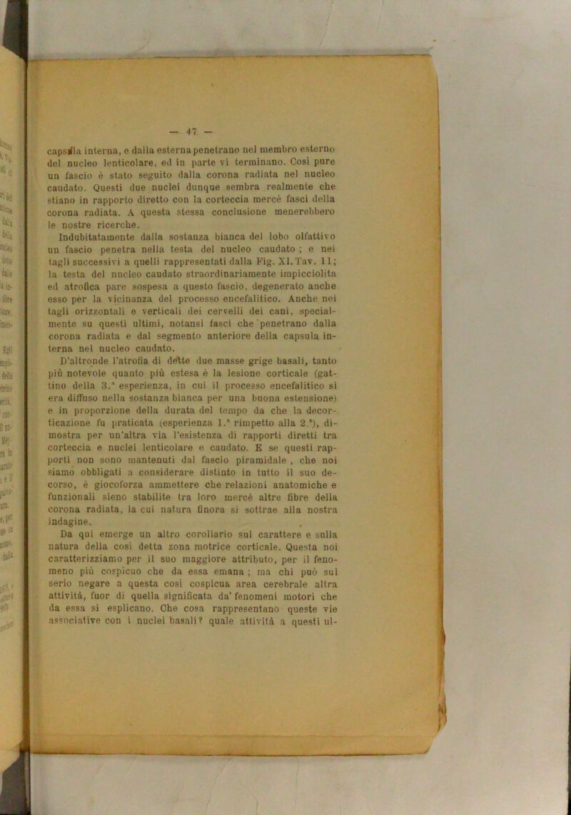capsula interna, e dalla esterna penetrano nel membro esterno del nucleo lenticolare, ed in parte vi terminano. Così pure un fascio é stato seguito dalla corona radiata nel nucleo caudato. Questi due nuclei dunque sembra realmente che stiano in rapporto diretto con la corteccia mercè fasci della corona radiata. A questa stessa conclusione menerebbero le nostre ricerche. Indubitatamente dalla sostanza bianca del lobo olfattivo un fascio penetra nella testa del nucleo caudato ; e nei tagli successivi a quelli rappresentati dalla Fig. XI.Tav. 11; la testa del nucleo caudato straordinariamente impicciolita ed atrofica pare sospesa a questo fascio, degenerato anche esso per la vicinanza del processo encefalitico. Anche nei tagli orizzontali e verticali dei cervelli dei cani, special- mente su questi ultimi, notansi fasci che'penetrano dalla corona radiata e dal segmento anteriore della capsula in- terna nel nucleo caudato. D’altronde l’atrofia di dèlte due masse grige basali, tanto più notevole quanto più estesa è la lesione corticale (gat- tino della 3.‘ esperienza, in cui il processo encefalitico si era diffuso nella sostanza bianca per una buona estensione) e in proporzione della durata del tempo da che la decor- ticazione fu praticata (esperienza 1.® rimpetto alla 2.*), di- mostra per un’altra via resistenza di rapporti diretti tra corteccia e nuclei lenticolare e caudato. E se questi rap- porti non sono mantenuti dal fascio piramidale , che noi siamo obbligati a considerare distinto in tutto il suo de- corso, è giocoforza ammettere che relazioni anatomiche e funzionali sieno stabilite tra loro mercè altre fibre della corona radiata, la cui natura finora si sottrae alla nostra indagine. Da qui emerge un altro corollario sul carattere e sulla natura della così detta zona motrice corticale. Questa noi caratterizziamo per il suo maggiore attributo, per il feno- meno più cospicuo che da essa emana ; ma chi può sul serio negare a questa cosi cospicua area cerebrale altra attività, fuor di quella significata da’ fenomeni motori che da essa si esplicano. Che cosa rappresentano queste vie