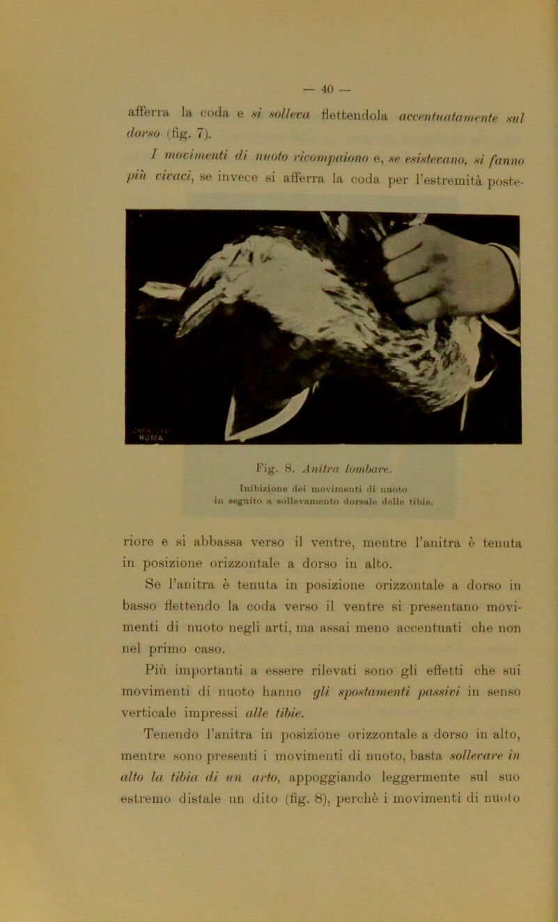 afFeiia la coda e si solleva flettendola accentuatamnìte sul dorso (fi^. 7), / movimenti di nuoto ricompaiono e, se esistevano, si fanno piu vivaci, se invece si aflerra la coda per Testremità poste- Fig. 8. Anitra lombare. Inibizione dei movimenti di nuoto in segnito n sollevamento dorsale delle tibie. riore e si abbassa verso il ventre, mentre l’anitra è tenuta in posizione orizzontale a dorso in alto. Se l’anitra è tenuta in posizione orizzontale a dorso in basso flettendo la coda verso il ventre si presentano movi- menti di nuoto negli arti, ma assai meno accentuati che non nel primo caso. Più importanti a essere rilevati sono gli efletti che sui movimenti di nuoto hanno gli spostamenti passivi in senso verticale impressi alle tibie. Tenendo l’anitra in posizione orizzontale a dorso in alto, mentre .sono presenti i movimenti di nuoto, basta .sollevare in alto la tibia di un arto, appoggiando leggermente sul suo estremo distale un dito (fig. 8), jierchè i movimenti di nuulo