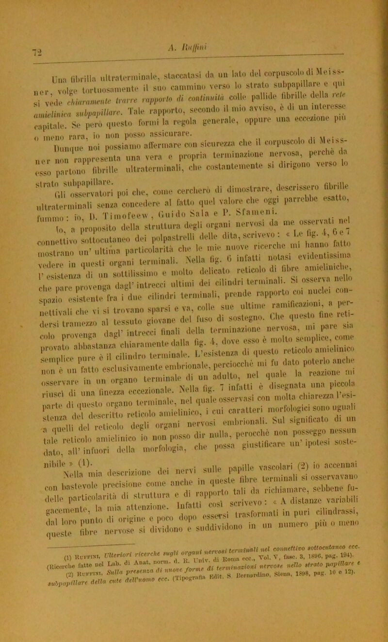 rZ —-— Un. (ihrilla ultral.Tn.inale, slaocatasi da un lato del corpuscolo di Mei ss- ,UM- volee lorluosainente il suo cammino verso lo '!• .i vede chUivamenlc Imrre rapporto di conlimnta colle pallide fibrille de la ic/ amielinica subpapillare. Tale rapporto, secondo il mio avviso, e di un inleie.sc capitale. Se perù (piesto tonni la re-ola generale, oppure una eccezione pni <1 meno rara, io non posso assicurare. i- m • Dunque noi possiamo allermare con sicurezza che il corpuscolo di Mei>s- „er non rappresiMila una vera e propria terminazione nervosa, perche da esso partono fihrille ultraterminali, che costantemente si dirigono \eiso l>»i ella, comi- «.,'clR.n, ili dimostra,-a, descrìsse, fibriUe ,dlratrm,inali san» enneadara al fatto qual valora clia oggi liarraWia asat , it Tiinol'eew , Uiiido Sola e 1*. Slameni. 'lo, a òroposito dalla slmttuni dagli organi narvosi da ma ossarvati na oonnaUivo sottocutaneo dai polpastralli dalla dita, scrivevo ; s ^ ’ f o-i,-mo un’ ultima particolarità dia la mia nuova ricarclie mi hanno fatti ! la,'a il. , Iiasti orgiHii tarminali. Natia f,g. 0 infatti notasi avidantissima l’asistaniia .li „n sottilissimo a molto delicato Erri:: •1 tlnid’ intrecci linali della terminazione nervosa, mi paie . . colo provenga 4 ,,ove esso è molto semplice, come p,.ovato ahhastanza ^;,iienza di questo reticolo amielinico os,i,eivaii in un oiy,<iu disegnata una piccola riuscì di una linezza eccezionale. Nella lig. 1 miaui ^ H,ÌMre//a Desi- 'NalW ini-, ,lascrid,,na dai na,-vi sulla papilla vascolari (d) io accennai con haslevole precisione come and q. e ,icidamare, sebbene fu- particolarità di str„ttu,-a a ^ ‘ 1 ^ variabili glicamant,’, la mia attanziona. p,,,.; cilindiassi, ',;:,irinr,',!ur;'s;;nvi’;i:^^ -  ~ ntl connettivo sottocutaneo ecc. (1) Hub-F.NI. interiori ricerche sugli , Vo,. v, fH«c. 3. 18116, p«g. 194). (lUcei’cl.e l'tiUe nel Lab. di Anat. norm. ^ nen^ose nello strato papillare e