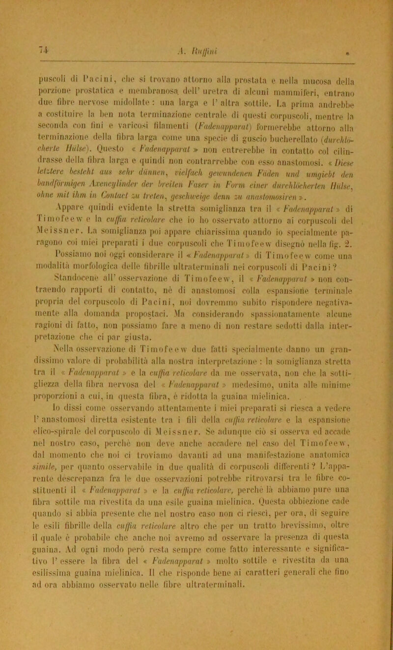 u 1. Itiiijiìn puscoli ili l’acitii, fili* si Iroviiiio attorno alla prostata e nella mucosa della porzione prostatica e membranosa dell’ uretra di alcuni mammil'eri, entrano due tibre nervose midollate : una larga c 1’ altra sottile. La prima andreblie a costituire la ben nota terminazione centrale di questi corpuscoli, mentre la seconda con lini e varicosi lilamenti (Fadeiiappamt) formerebbe attorno alla terminazione della fibra larga come una specie di guscio bucherellato {durchhi- cherle Uiilse). (jiiesto « Fadenappumt » non entrerebbe in contatto col cilin- drasse della fibra larga e (|uindi non contrarrebbe con esso anastomosi. Diese lettere beatelit aus selir diinnen^ vielfach geiviindenen Fiiden nnd uimjiebt den bandfunnigen Axcncylhider dee breiten Fiiser in Form einer diarhldclierten Hiiìse, oline mil ihm in Contact treleii^ yeschweiijc demi ;•» anaatoinosircn ■». Appare quindi evidente, la stretta somiglianza tra il « Fudeniipparal » di 1 imofeew e la cuffia reticolare che io ho o.ssei’vato attorno ai corpuscoli del •Meissner. La somiglianza poi appare chiarissima quando io specialmente pa- ragono coi miei preparati i due corpuscoli che Timofeew disegnò nella lig. “2. Possiamo noi oggi considerare il Fadenapparat » di Timofeew come una modalità mortologica delle fibrille ultraterminali nei corpuscoli di Pacini? Standocene all’osservazione di Timofeew, il Fadenupparat » non con- traendo rapporti di contatto, né di anastomosi colla espajisioiie terminale propria del corpuscolo di Pacini, noi dovremmo subito rispondere negativa- mente alla domanda pro[)ostaci. .Ma considerando spassionatamente alcune ragioni di fatto, non possiamo fare a meno di non restare sedotti dalla inter- pretazione che ci par giusta. •\ella osservazione di Timofeew due fatti S|)ecialmente danno un gran- dissimo valore di probabilità alla nostra interpretazione : la somiglianza stretta tra il « Fadenappnrat ;> e la cuffia reticolare da me osservata, non che la .sotti- gliezza della libra nervosa del « Fadenapparat » medesimo, unita alle minime proporzioni a cui, in ipiesta fibra, è ridotta la guaina inielinica. lo dissi come osservando attentamente i miei pi-eparati si riesca a vedere P anastomosi diretta esistente tra i fili della cuffia reticolare e la espansione elico-spirale del corpuscolo di .Meissner. Se adunque ciò si osserva ed accade nel nostro caso, perchè non deve anche accadere nel caso del Timofeew, dal momento die noi ci troviamo davanti ad una manifestazione anatomica simile, per (pianto os.servabile in due qualità di corpuscoli dill'erentiV L’appa- rente descrepanza fra le due osservazioni potrebbe ritrovarsi tra le fibre co- stituenti il « Fadenapparat » i* la cuffia reticolare, perchè là abbiamo pure una libra sottile ma rivestita da una esile guaina inielinica. (Juesta obbiezione cade quando si abbia presente che nel nostro caso non ci rie.scì, per ora, di seguire le esili fibrille della cuffia reticolare altro che per un tratto brevissimo, oltre il quale è probabile che anche noi avremo ad osservare la presenza di ipiesta guaina. .Vd ogni modo p(>rò resta sempre come fatto interessante e significa- tivo 1’ essere la fibra del « Fadenapparat » molto sottile e rivestita da una esilissima guaina inielinica. 11 che risponde bene ai caratteri generali che lino ad ora abbiamo osservato nelle libre ultraterminali.