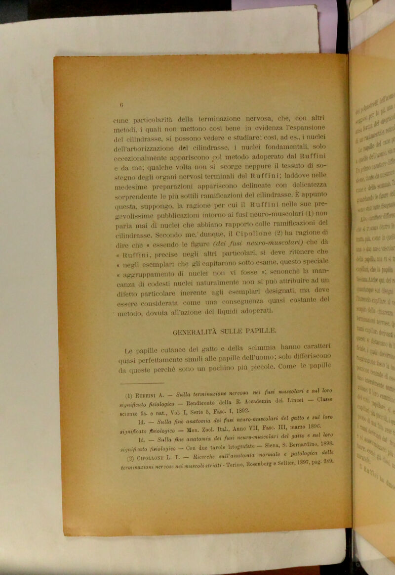 0 r cune particolarità della terminazione nervosa, che, con altri metodi, i quali non mettono cosi bene in evidenza respansione del cilindrasse, si possono vedere e studiare: cosi, ad es., i nuclei dell'arborizzazione del cilindrasse, i nuclei fondamentali, solo eccezionalmente appariscono col metodo adoperato dal Rutfini e da me; qualche volta non si scorge neppure il tessuto di so- stegno degli organi nervosi terminali del Ruffini; laddove nelle medesime preparazioni appariscono delineate con delicatezza sorprendente le più sottili ramificazioni del cilindrasse. È appunto questa, suppongo, la ragione pei- cui il Ruffini nelle sue pre- gevolissime pubblicazioni intorno ai fusi neuro-muscolari (1) non parla mai di nuclei che abbiano rapporto colle ramificazioni del cilindrasse. Secondo me, dunque, il Cipollone (2) ha ragione di dire che « essendo le figure (dei fasi neuro-muscolari) che dà « Ruffini, precise negli altri particolari, si deve ritenere che « negli esemplari che gli capitarono sotto esame, questo speciale « aggruppamento di nuclei non vi fosse »; senonchc la man- canza di codesti nuclei naturalmente non si può attribuire ad un difetto particolare inerente agli esemplari designati, ma dove essere considerata come una conseguenza quasi costante del metodo, dovuta adizione dei liquidi adoperati. generalità sulle papille. Le papille cutanee del gatto e della scimmia hanno caratteri quasi perfettamente simili alle papille dell’uomo; solo differiscono da queste perchè sono un pochino più piccole. Come le papille (1) RUFP1M A. - Sulla terminazione nervosa nei fusi muscolari e sul loro significato fisiologico - Rendiconto della P, Accademia dei Lincei - Classe scienze fis. e nat., Voi- I, Serie 5, Fase. I, 1892. Id. - Sulla fine anatomia dei fusi neuro-muscolan del gatto e sul loro significato fisiologico - Mon. Zool. Ita!., Anno VII, Fase III, marzo 1890. [d. - Sulla fine anatomia dei fusi neuro-muscolan del gatto e sul Ivo significato fisiologico - Con due tavole litografate - Siena, S. Bernardino, 1898. (2) CimnONK L. T. - Ricerche sulVanatomia normale e patologica del e ternunaziom nervose nei muscoli striati - Torino, Rosenberg e Sellier, 1897, pug. ■ • (Ì9 ^ - lo P*® diiifl ruiPe!' (itale >del «1*® lìipn*ocr gaaràando1 0, carattere m si trovano dentro le tetta i»ù, come in quelli una o due anse vascoitir élla papilla. ma vi si ir capillari, die la papilla Wma. Anche qui. del r> sui disegni raCKj ai vt ’-'opitó della Coazioni raffli canills nervose Qi poian [ 1 derivanti i teli si . team) in e «ss»*.. fSj!'*111'»»*!» . ''‘e; e i tfdi mi i>H \ ni Hlj r|a ,i-