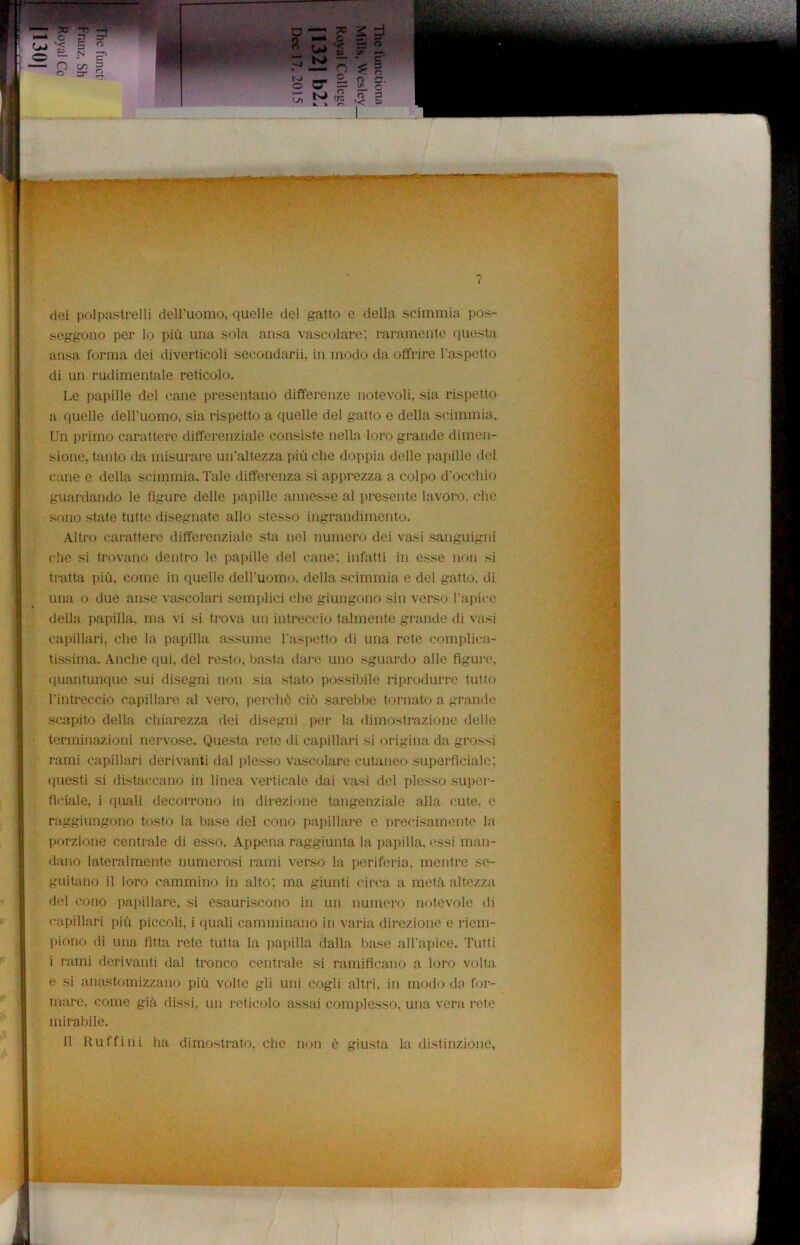 dei polpastrelli dell'uomo, quelle del gatto e della scimmia pos- seggono per lo più una sola ansa vascolare; raramente questa ansa forma dei diverticoli secondarii, in modo da offrire l’aspetto di un rudimentale reticolo. Le papille del cane presentano differenze notevoli, sia rispetto a quelle dell’uomo, sia rispetto a quelle del gatto e della scimmia. Un primo carattere differenziale consiste nella loro grande dimen- sione, tanto da misurare un'altezza più che doppia delle papille del cane e della scimmia. Tale differenza si apprezza a colpo d’occhio guardando le figure delle papille annesse al presente lavóro, che sono state tutte disegnate allo stesso ingrandimento. Altro carattere differenziale sta nel numero dei vasi sanguigni che si trovano dentro le papille del cane; infatti in esse non si tratta più, come in quelle dell'uomo, della scimmia e del gatto, di una o due anse vascolari semplici che giungono sin verso l’apice della papilla, ma vi si trova un intreccio talmente grande di vasi capillari, che la papilla assume l'aspetto di una rete complica- tissima. Anche qui, del resto, basta dare uno sguardo alle figure, quantunque sui disegni non sia stato possibile riprodurre tutto l'intreccio capillare al vero, perchè ciò sarebbe tornato a grande scapito della chiarezza dei disegni per la dimostrazione delle terminazioni nervose. Questa rete ili capillari si origina da grossi rami capillari derivanti dal plesso vascolare cutaneo superficiale; questi si distaccano in linea verticale dai vasi del plesso super- ficiale, i quali decorrono in direzione tangenziale alla cute, e raggiungono tosto la base del cono papillare e precisamente la porzione centrale di esso. Appena raggiunta la papilla, essi man- dano lateralmente numerosi rami verso la periferia, mentre se- guitano il loro cammino in alto; ma giunti circa a metà altezza del cono papillare, si esauriscono in un numero notevole di capillari più piccoli, i quali camminano in varia direzione e riem- piono di una fitta rete tutta la papilla dalla base all'apice. Tutti i rami derivanti dal tronco centrale si ramificano a loro volta e si anastomizzano più volte gli uni cogli altri, in modo da for- mare, come già dissi, un reticolo assai complesso, una vera rete mirabile. Il Raffini ha dimostrato, che non è giusta la distinzione. i!