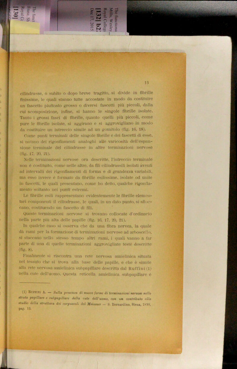 cilindrasse, o subito o dopo breve tragitto, si divide in fibrille finissime, le quali stanno tutte accostate in modo da costituire un fascetto piuttosto grosso o diversi faseetti più piccoli, dalla cui scomposizione, infine, si hanno le singole fibrille isolate. Tanto i grossi fasci di fibrille, quanto quelli più piccoli, come pure le fibrille isolate, si aggirano e si aggrovigliano in modo da costituire un intreccio simile ad un gomitolo (fig. 16, 18). Come punti terminali delle singole fibrille e dei faseetti di esse, si notano dei rigonfiamenti analoghi alle varicosità dell’espan- sione terminale del cilindrasse in altre terminazioni nervose (fig. 17, 20, 21). Nelle terminazioni nervose ora descritte, l’intreccio terminale non è costituito, come nelle altre, da fili cilindrassi!'! isolati aventi ad intervalli dei rigonfiamenti di forma e di grandezza variabili, ma esso invece è formato da fibrille esilissime, isolate od unite in faseetti, le quali presentano, come ho detto, qualche rigonfia- mento soltanto nei punti estremi. Le fibrille esili rappresentano evidentemente le fibrille elemen- tari componenti il cilindrasse, le quali, in un dato punto, si sfioc- cano, costituendo un fascetto di fili. (Queste terminazioni nervose si trovano collocate d’ordinario nella parte più alta delle papille (fig. 16, 17, 20, 21). In qualche caso si osserva che da una fibra nervea, la quale dà rami per la formazione di terminazioni nervose ad arboscello, si staccano nello stesso tempo altri rami, i quali vanno a far parte di una di quelle terminazioni aggrovigliate testé descritte (fig. 8). Finalmente si riscontra una rete nervosa amielinica situata nel tessuto che si trova alla base delle papille, e che è simile alla rete nervosa amielinica subpapillare descritta dal Ruffini (1) nella cute dell'uomo. Quésta reticella amielinica. subpapillare è (Q Ruffini A. — Sulla presenza di nuove forme di terminazioni nervose nello stiato papillare e subpapillare della cute dell'uomo, con un contributo allo studio della struttura dei corpuscoli del Meissner — S. Bernardino, Siena, 1S08. pag. 13.