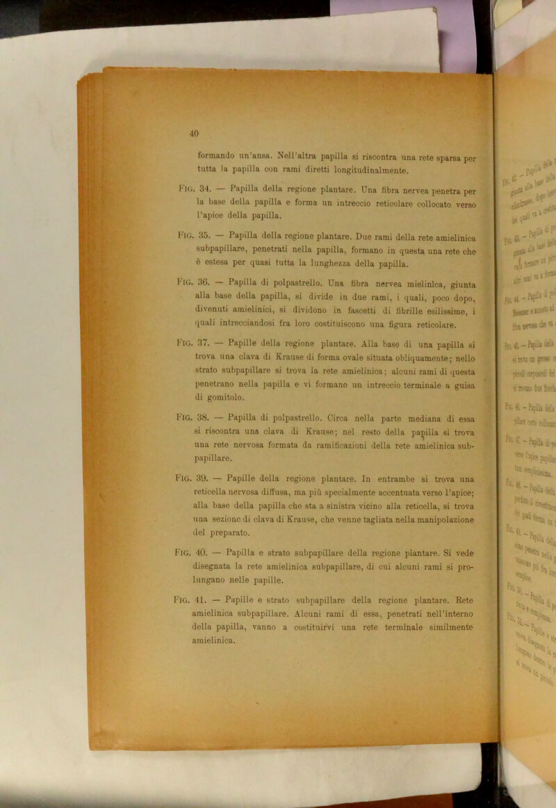 formando un ansa. Nell altra papilla si riscontra una rete sparsa per tutta la papilla con rami diretti longitudinalmente. I'[G. 34. Papilla della regione plantare. Una fibra nervea penetra per la base della papilla e forma un intreccio reticolare collocato verso l’apice della papilla. Fio. 35. — Papilla della regione plantare. Due rami della rete amielinica subpapillare, penetrati nella papilla, formano in questa una rete che è estesa per quasi tutta la lunghezza della papilla. 1'[G. 36. Papilla di polpastrello. Una fibra nervea mielinìca, giunta alla base della papilla, si divide in due rami, i quali, poco dopo, divenuti amielinici, si dividono in fascetti di fibrille esilissime, i quali intrecciandosi fra loro costituiscono una figura reticolare. Fig. 37. — Papille della regione plantare. Alla base di una papilla si trova una clava di Krause di forma ovale situata obliquamente; nello strato subpapillare si trova la rete amielinica ; alcuni rami di questa penetrano nella papilla e vi formano un intreccio terminale a guisa di gomitolo. l'iG. 38. — Papilla di polpastrello. Circa nella parte mediana di essa si riscontra una clava di Krause; nel resto della papilla si trova una rete nervosa formata da ramificazioni della rete amielinica sub- papillare. Fig. 39. — Papille della regione plantare. In entrambe si trova una reticella nervosa diffusa, ma più specialmente accentuata verso l’apice; alla base della papilla che sta a sinistra vicino alla reticella, si trova una sezione di clava di Krause, che venne tagliata nella manipolazione del preparato. Fig. 40. — Papilla e strato subpapillare della regione plantare. Si vede disegnata la rete amielinica subpapillare, di cui alcuni rami si pro- lungano nelle papille. Fig. 41. — Papille e strato subpapillare della regione plantare. Rete amielinica subpapillare. Alcuni rami di essa, penetrati nell’interno della papilla, vanno a costituirvi una rete terminale similmente amielinica.